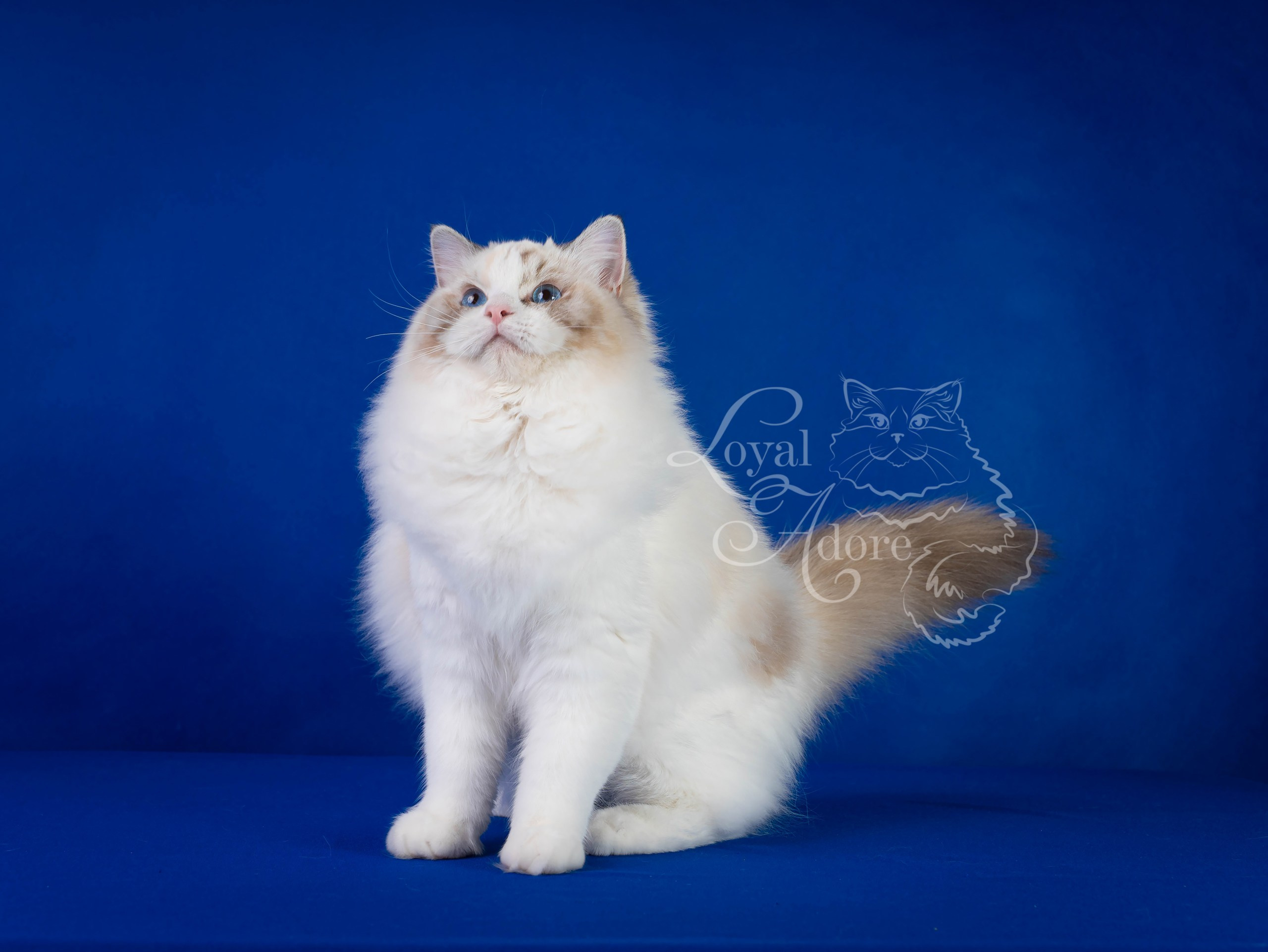 Кошки производители Loyal Adore. Питомник рэгдолл Loyal Adore