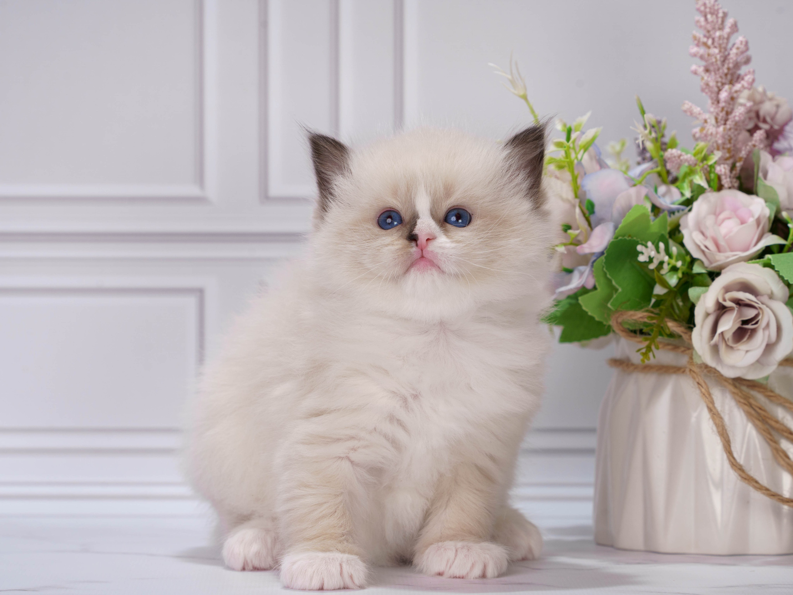 Котята рэгдолл от Loyal Adore. Питомник рэгдолл Loyal Adore