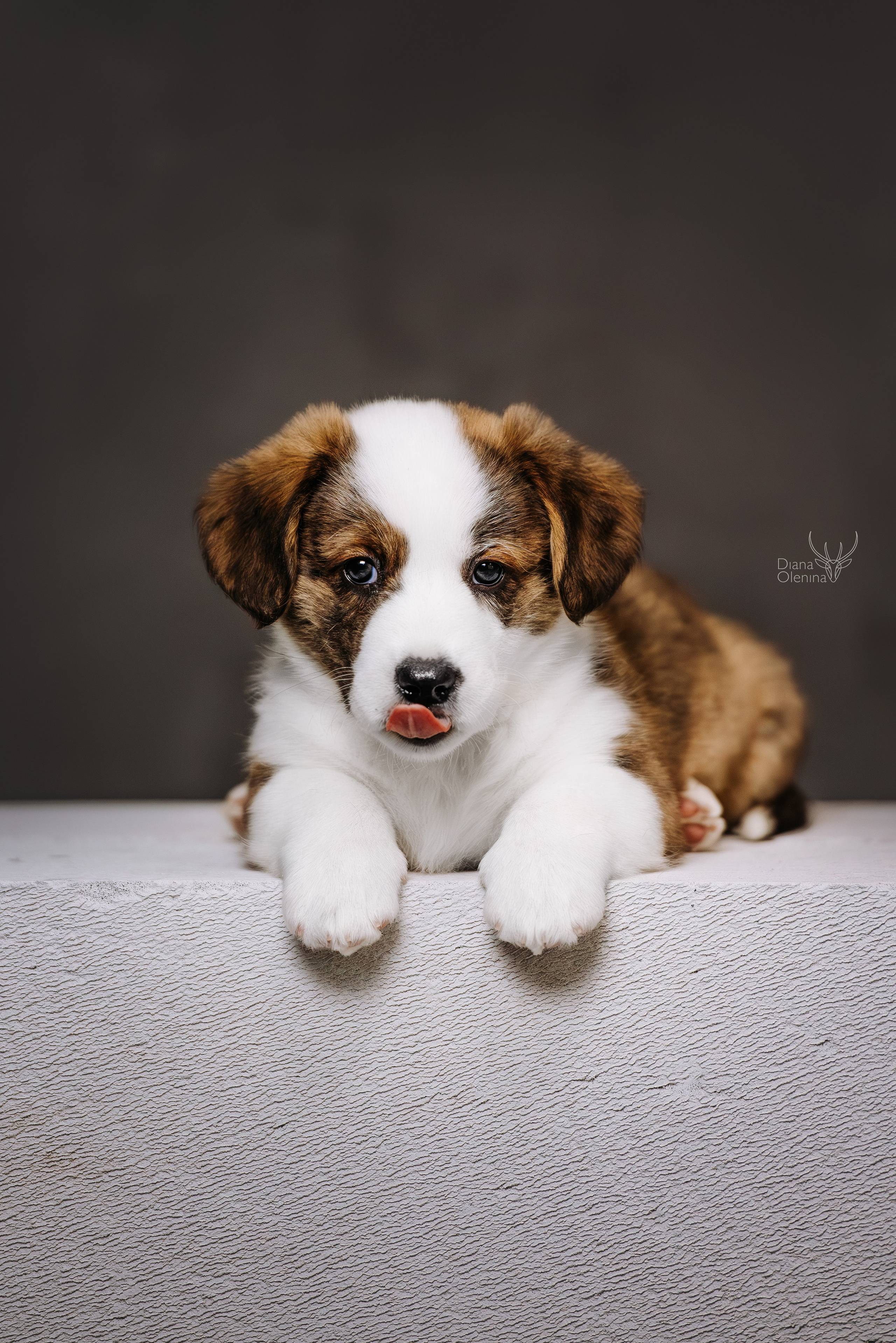 Помет Вельш Корги Кардиган. Фотограф Диана Оленина Красноярск / Братск