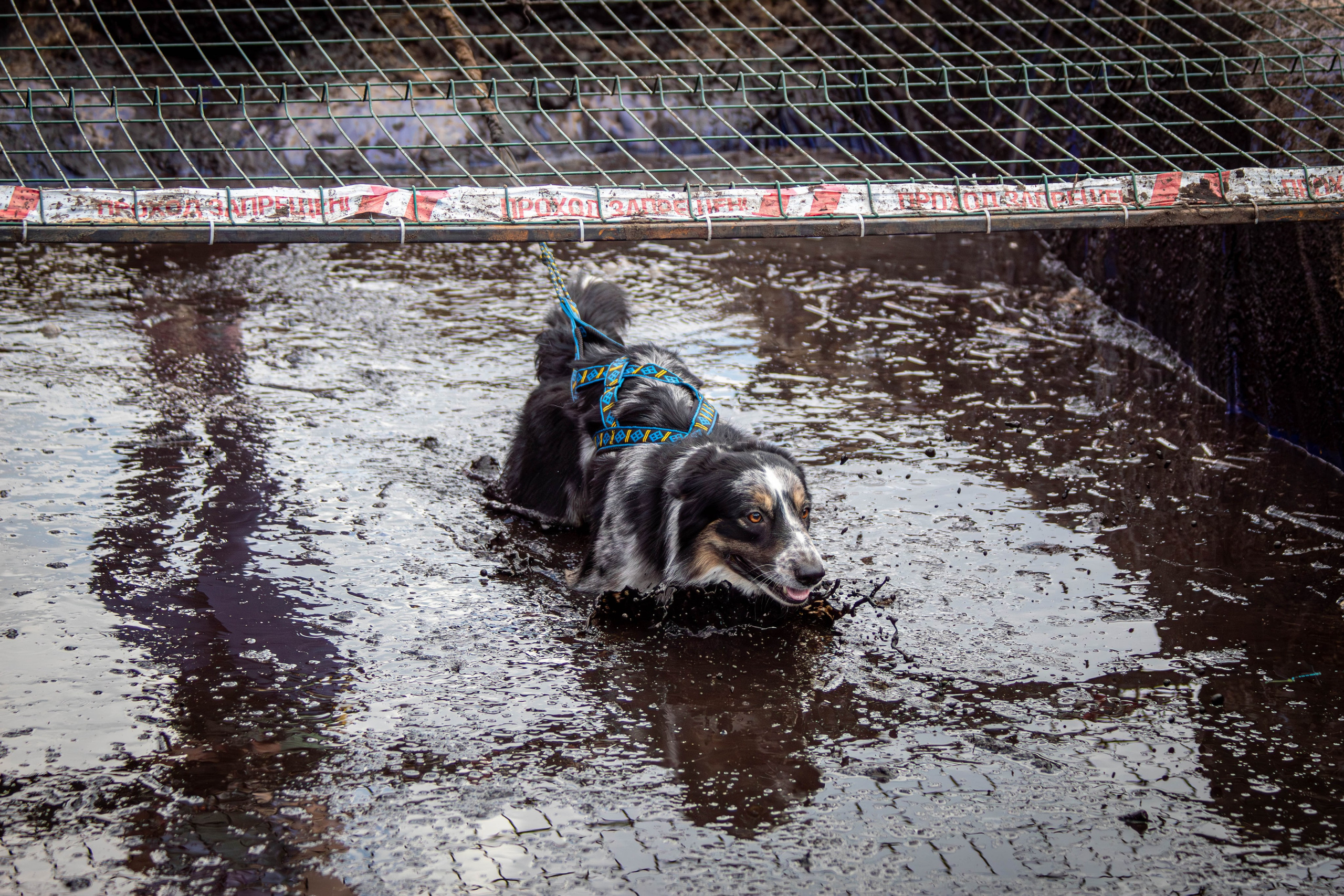 Хвостатый Драйв 2024. Фотограф анималист — Тула, Москва