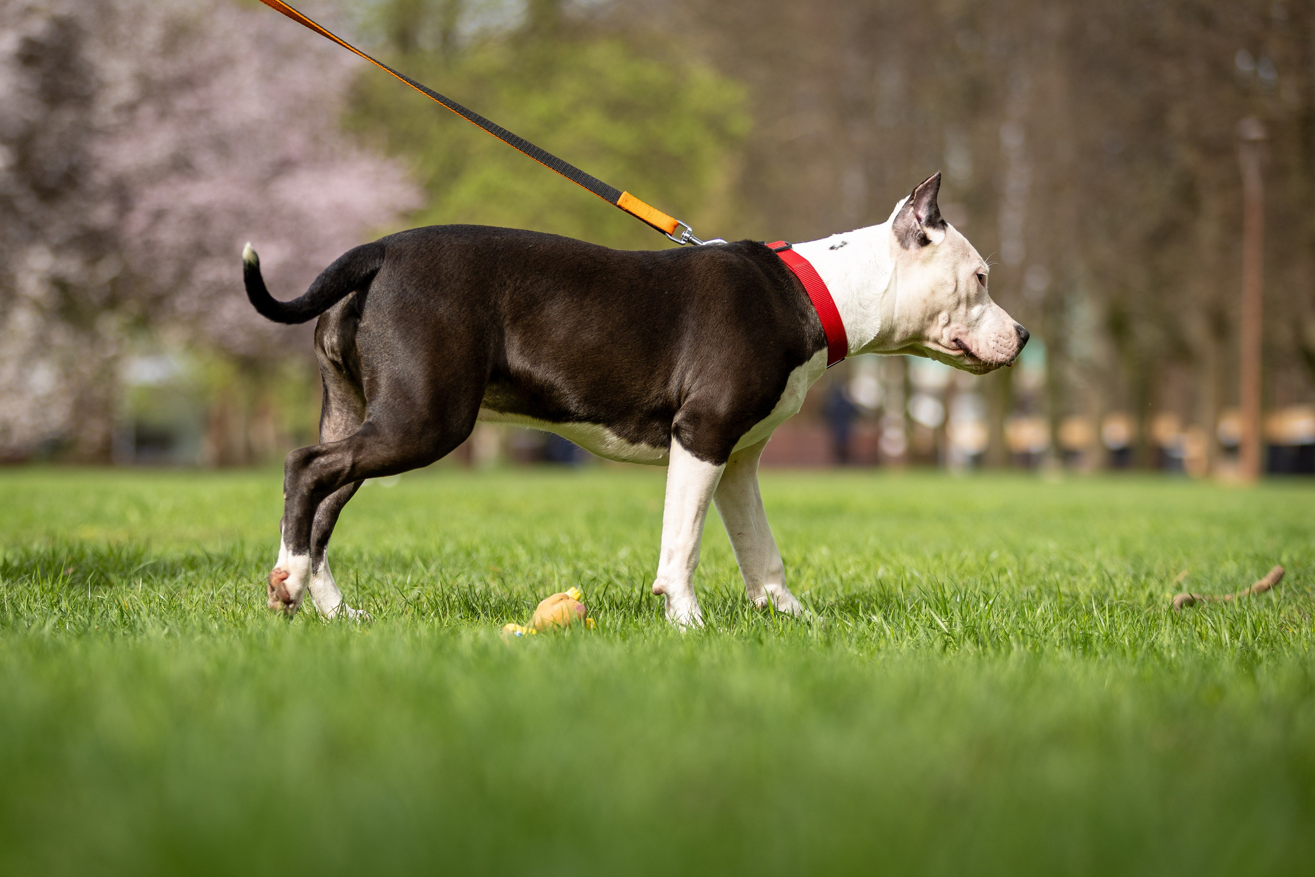Афина и Мора, Стаффорды. Ирина Голомб|Фотограф-анималист в  Сочи и Калининграде
