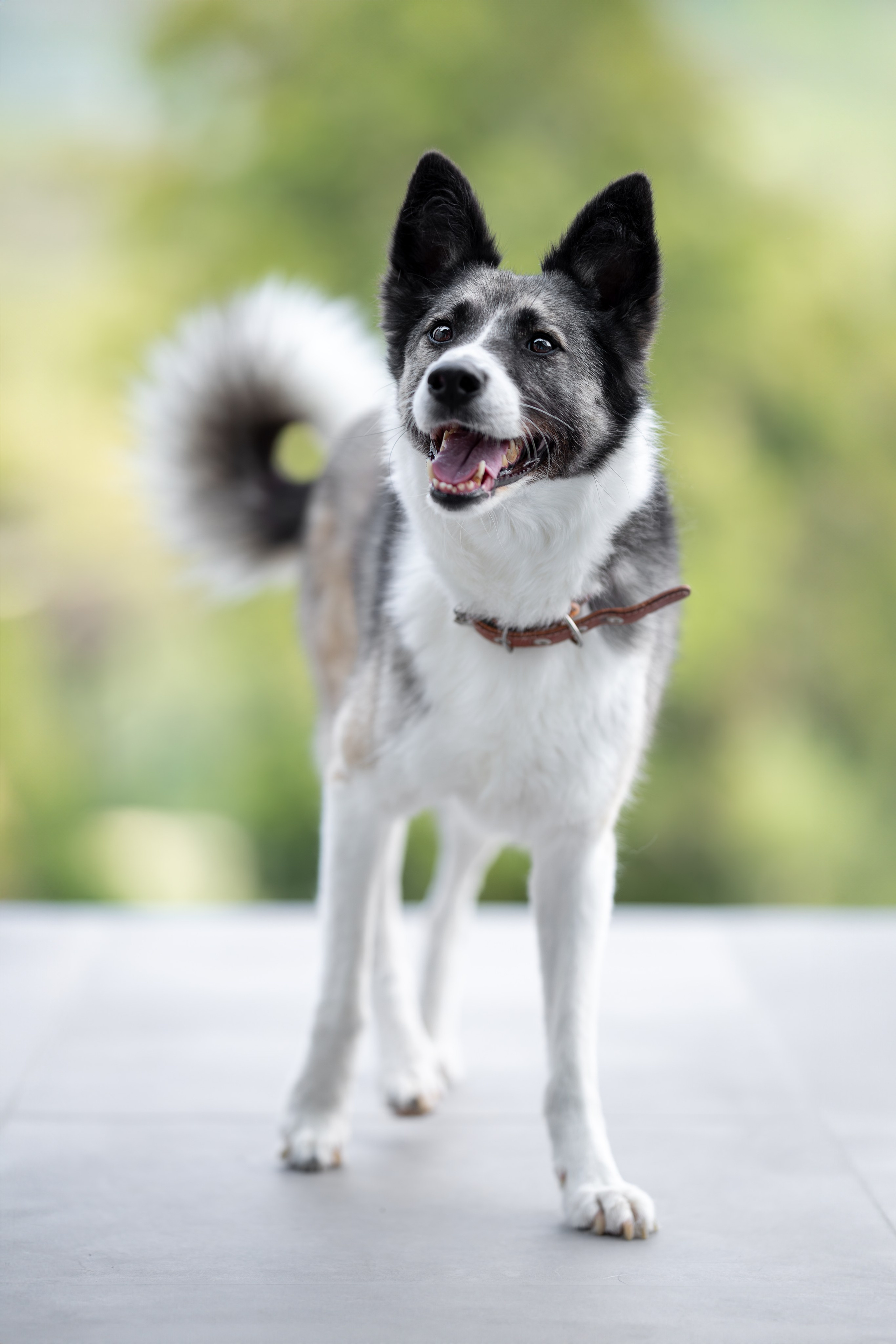 Мини-приют «Возрождение». Ирина Голомб|Фотограф-анималист в  Сочи и Калининграде