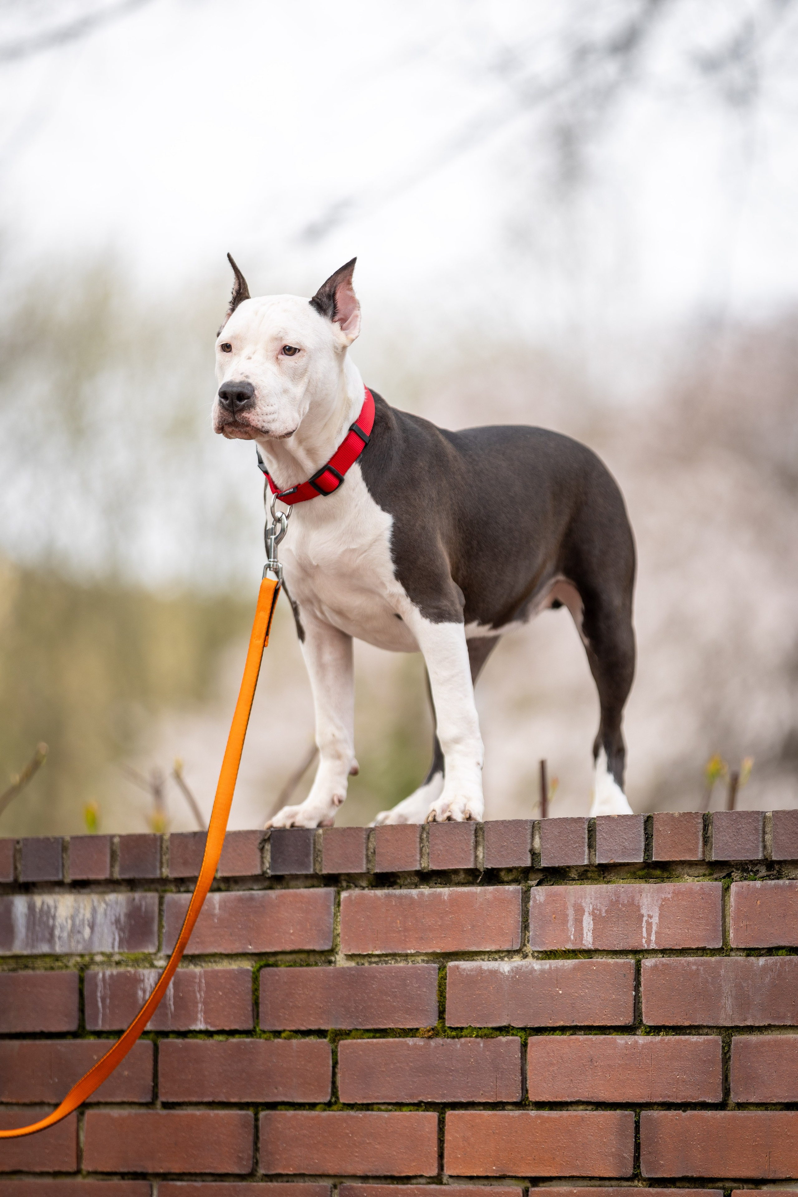 Афина и Мора, Стаффорды. Ирина Голомб|Фотограф-анималист в  Сочи и Калининграде