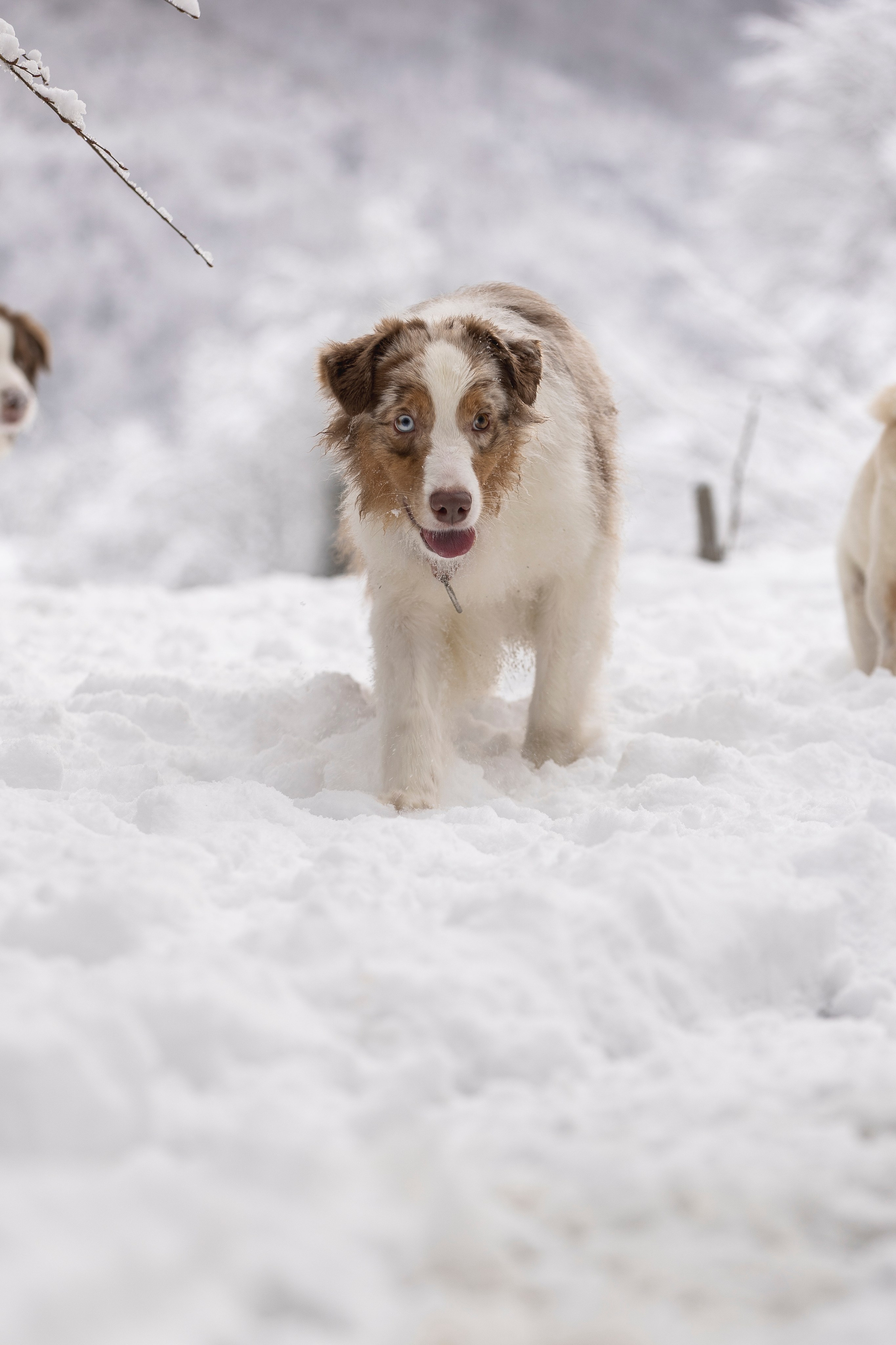 Догтуса Тропа Ефремова. Ирина Голомб|Фотограф-анималист в  Сочи и Калининграде