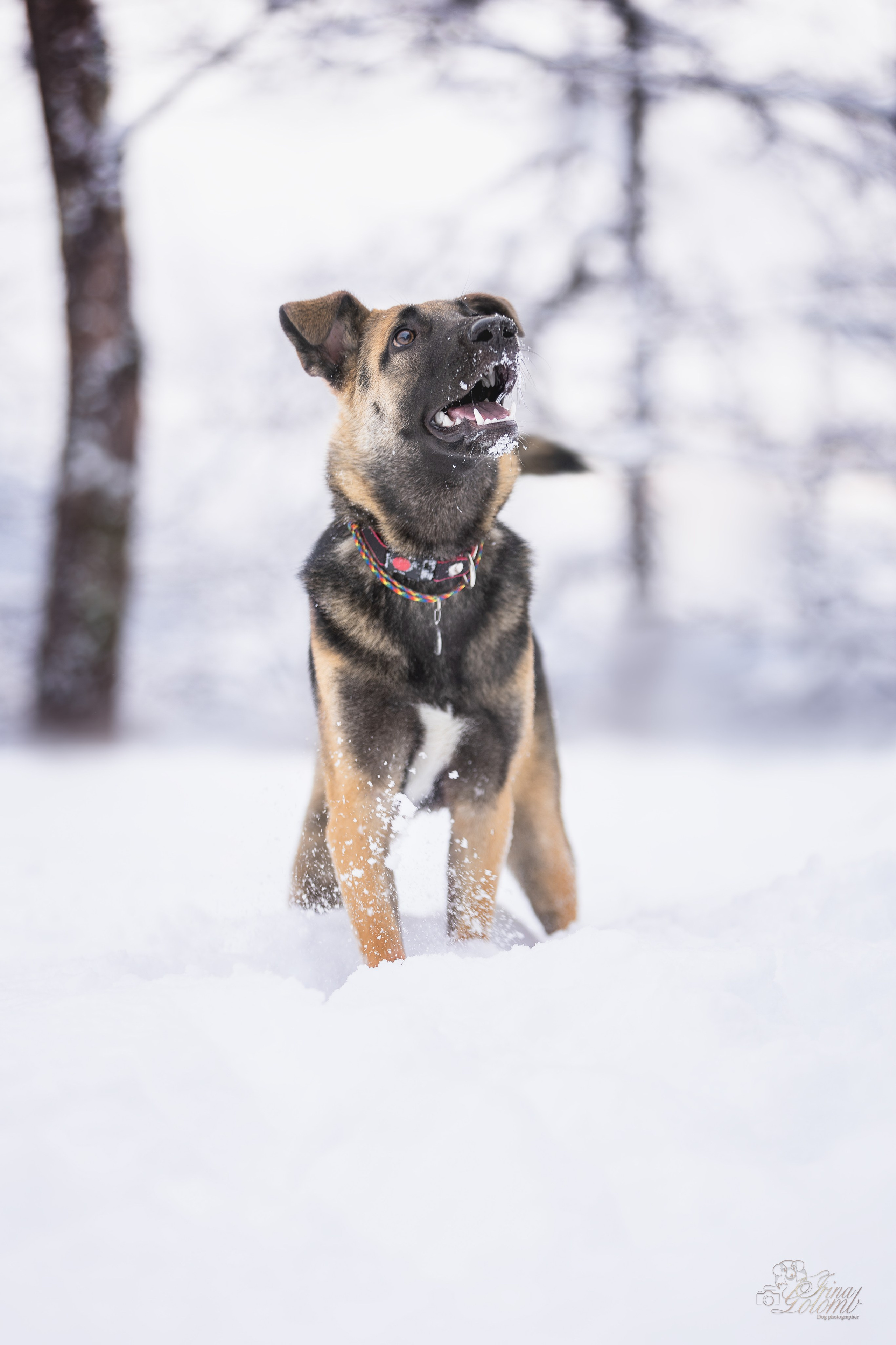 Догтуса Тропа Ефремова. Ирина Голомб|Фотограф-анималист в  Сочи и Калининграде