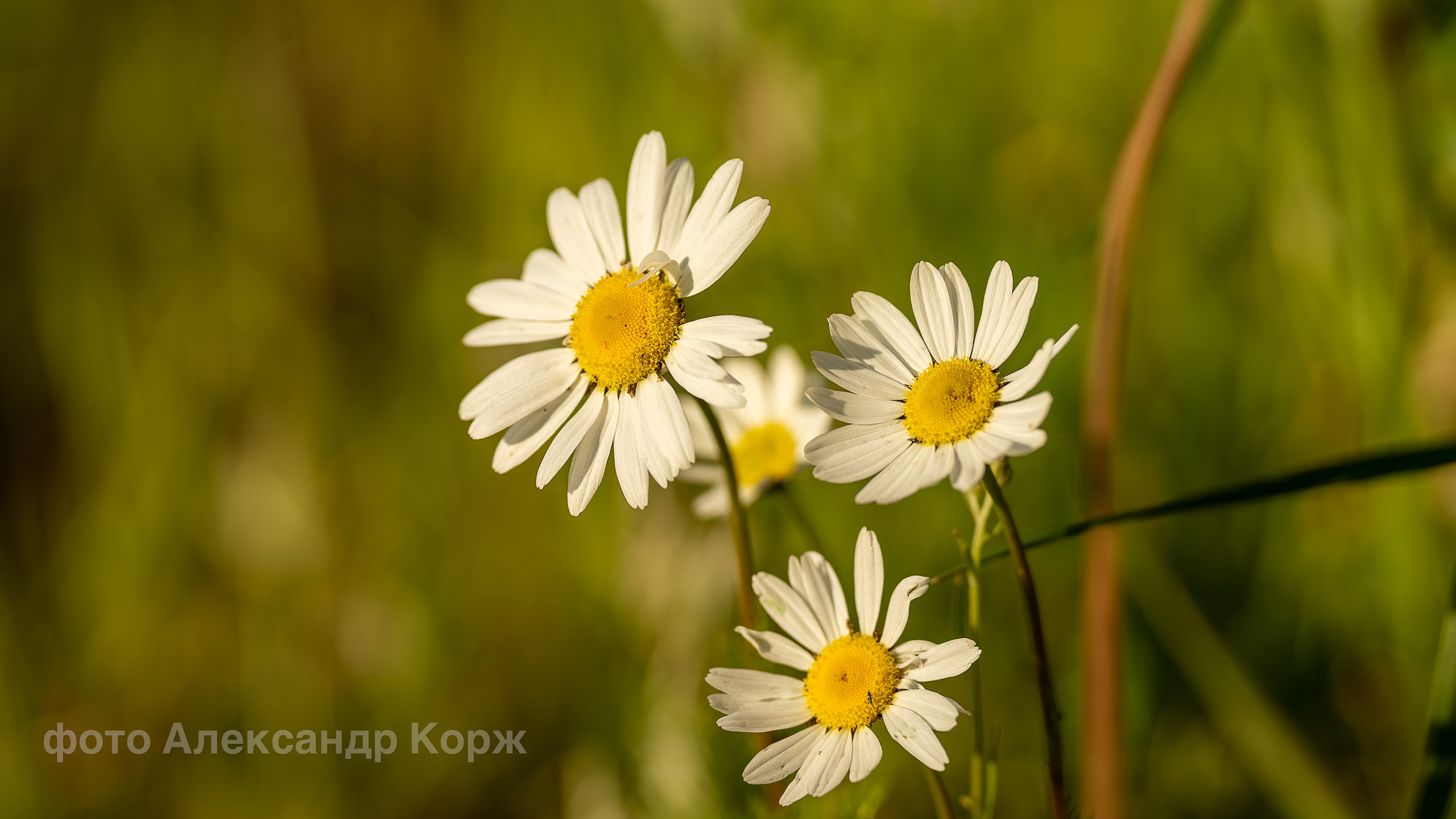 Фотографии Северного поселка Айхал. Фотографии и видеосъемка, Айхал, Удачный, Якутия. Фотографии Айхал