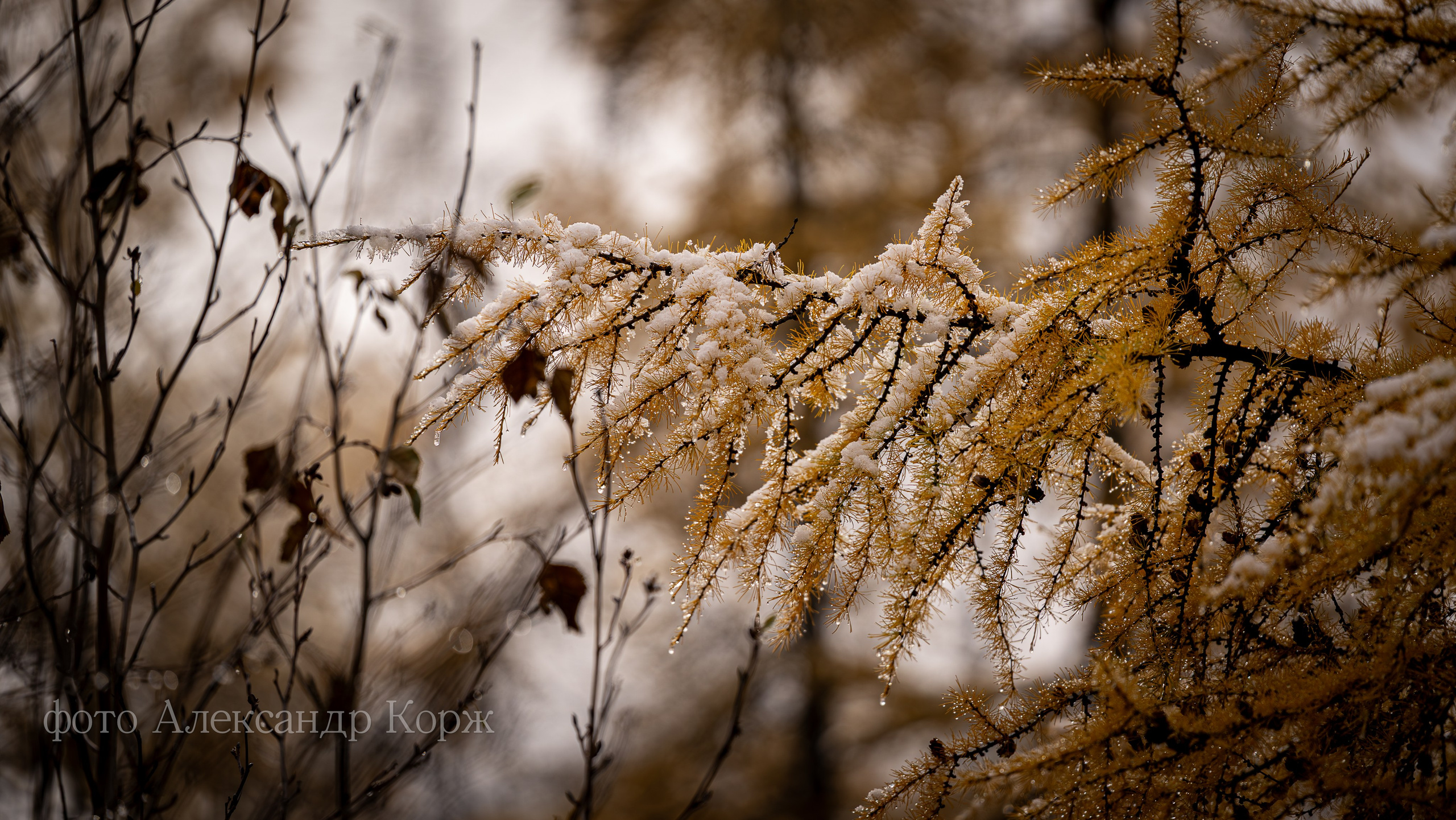 Золотая осень 2025. Айхал. Удачный. Мирный Якутия. Фотографии и видеосъемка, Айхал, Удачный, Якутия. Фотографии Айхал