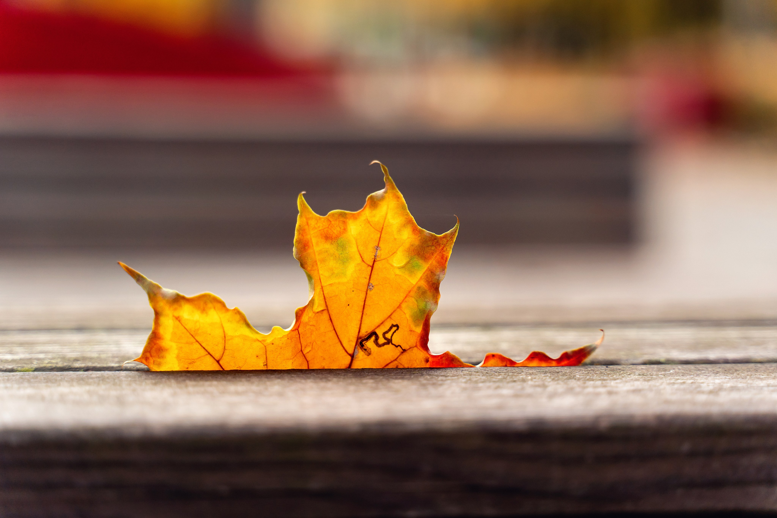 Семейная осенняя фотосессия в парке Красногвардейские пруды. Фотограф \ Видеограф на Крещение, Венчание Москва| Семейные съемки