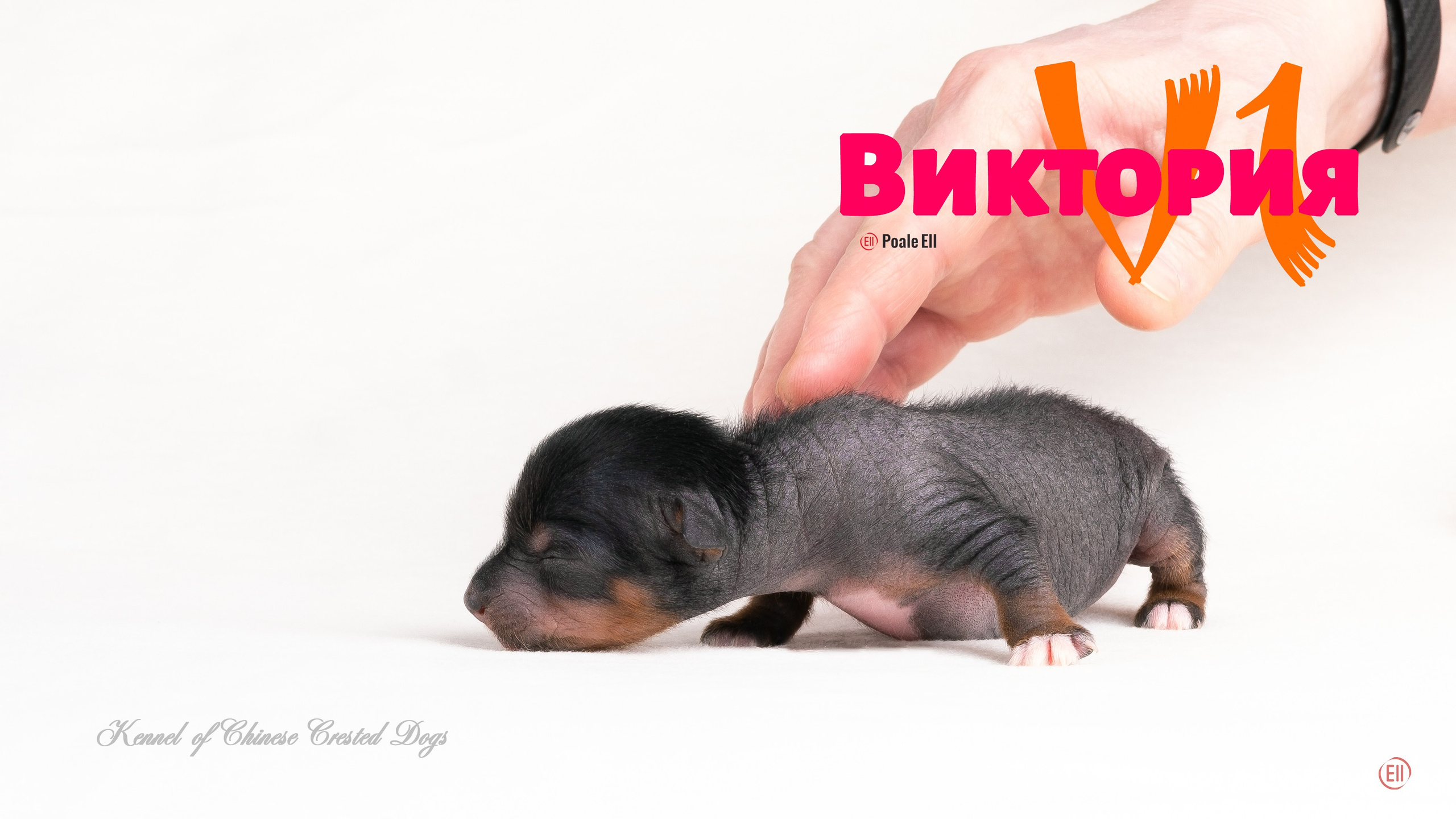 Помёт V. Питомник китайских хохлатых собак Poale Ell: купить щенка