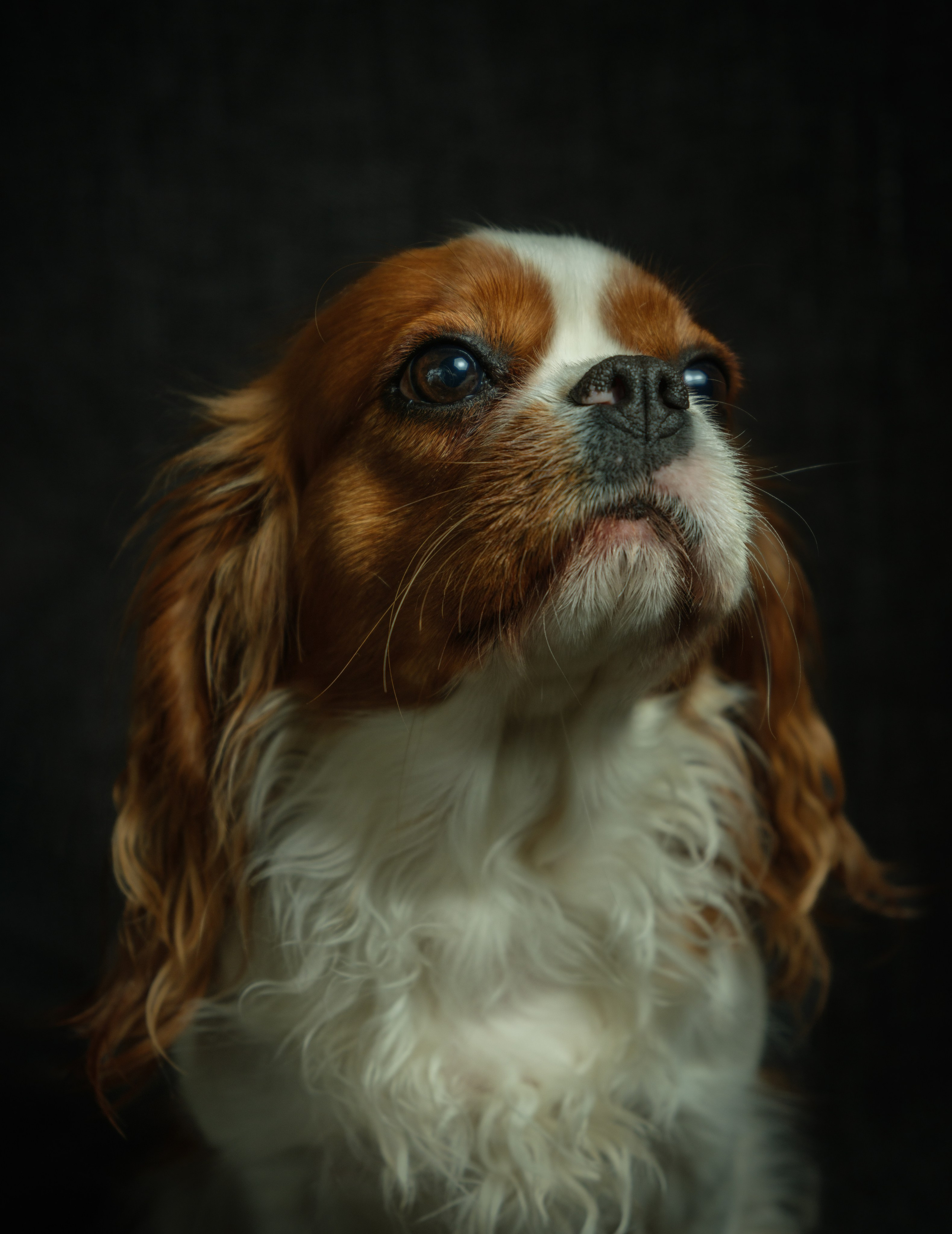 Портреты животных. Арт-фотограф Михаил Danko, г. Новосибирск