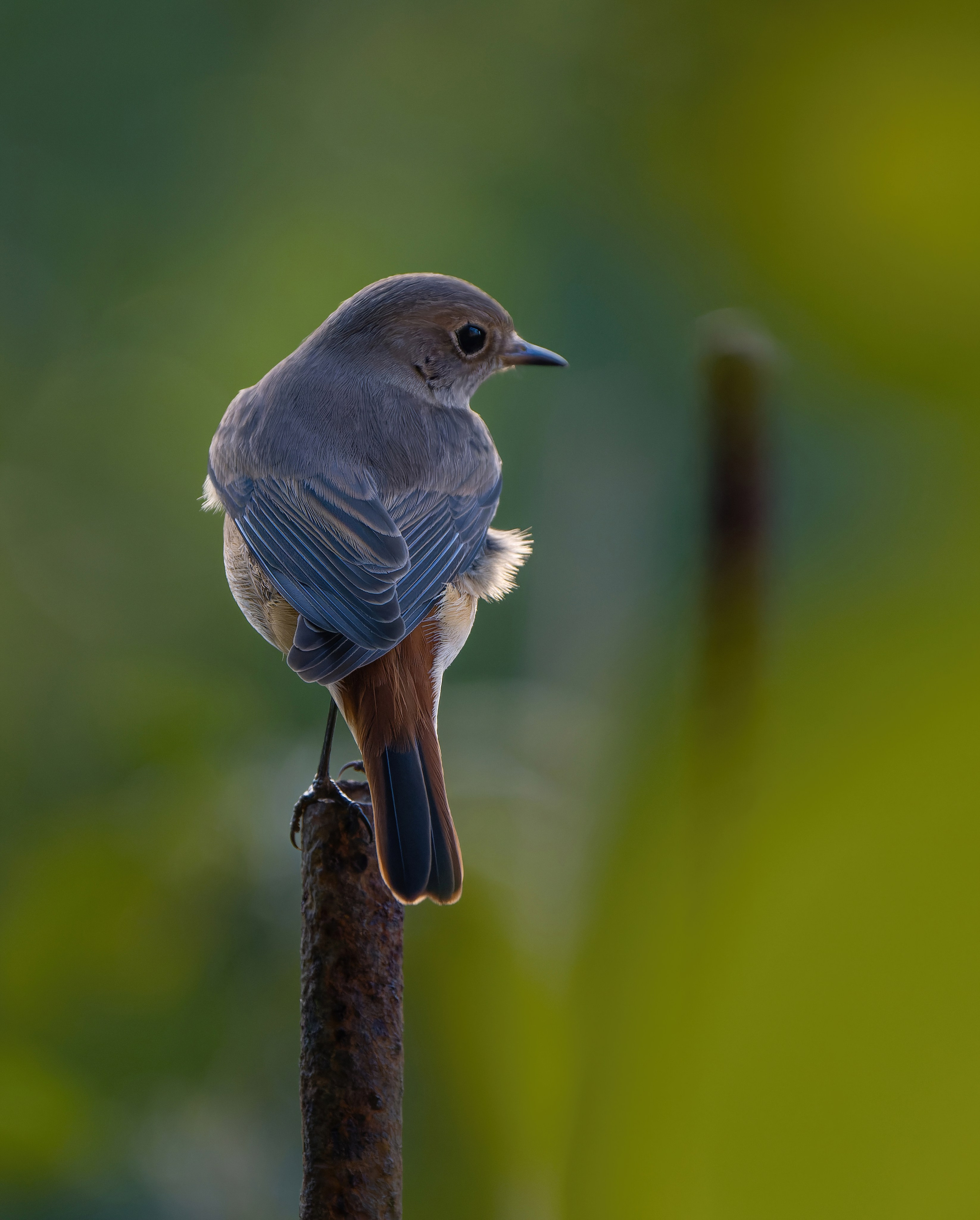 Птицы и животные. Oles Paritskiy