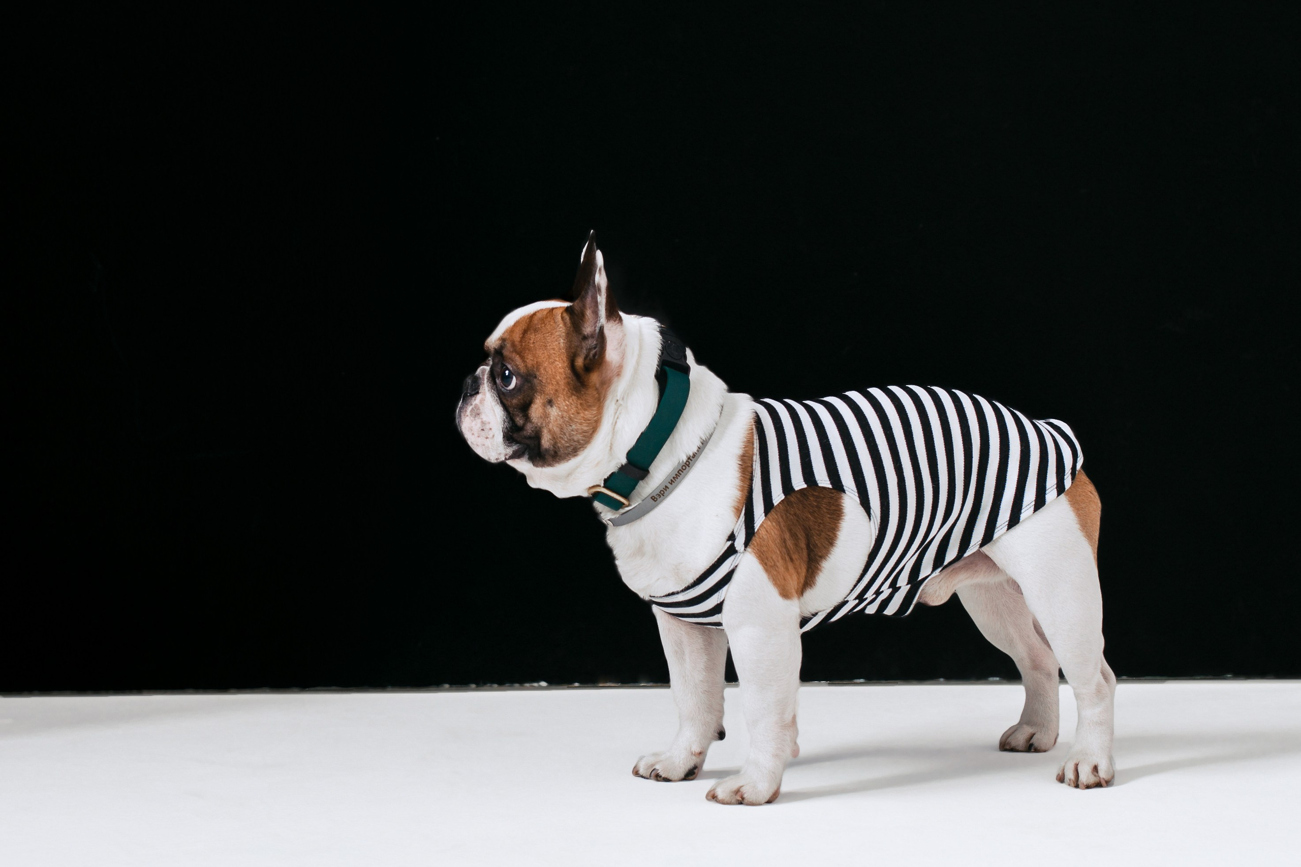 Пижамная вечеринка французских бульдогов и их хозяев. Фотограф-анималист Татьяна Степанова