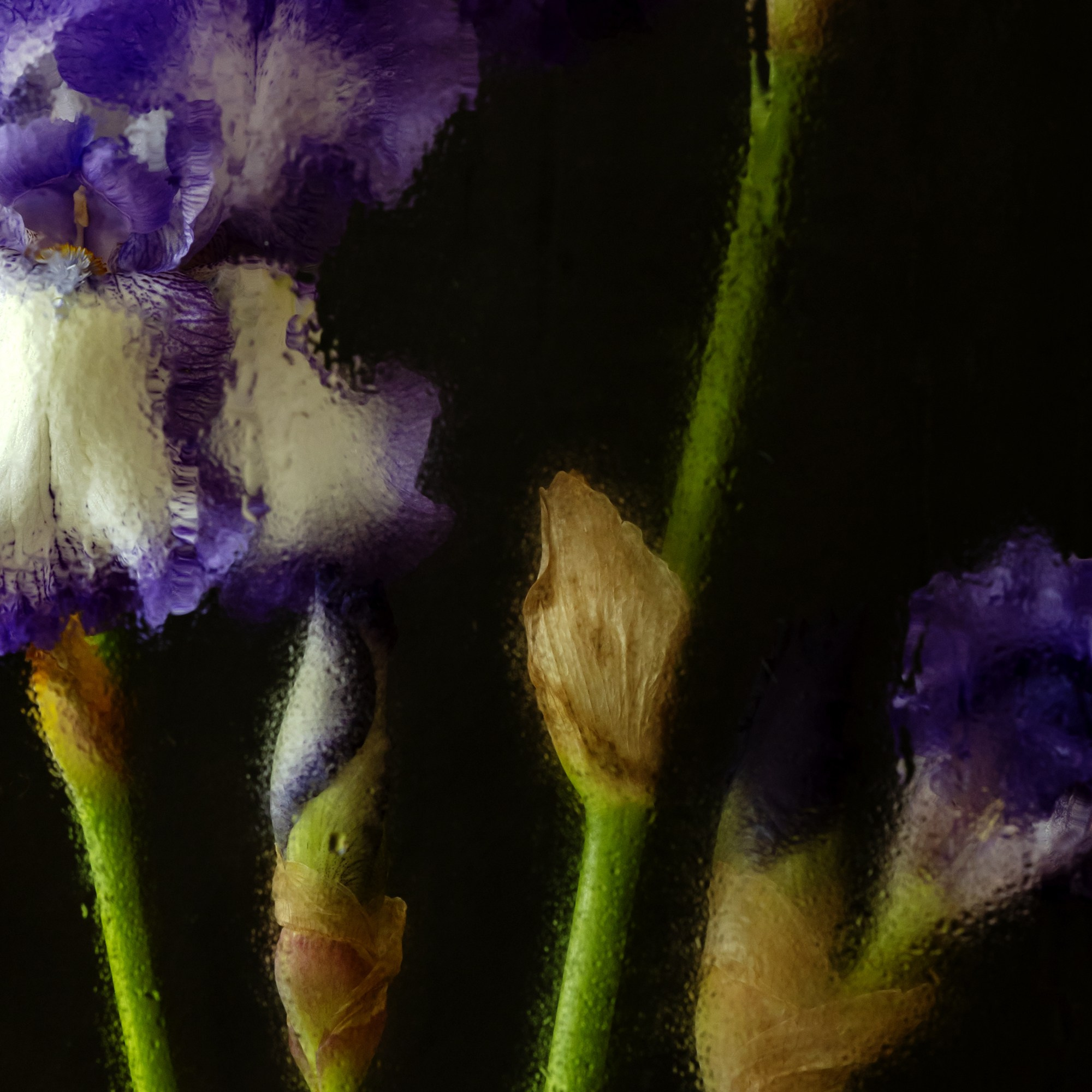 Cold Bloom. Author’s fine art prints with international delivery