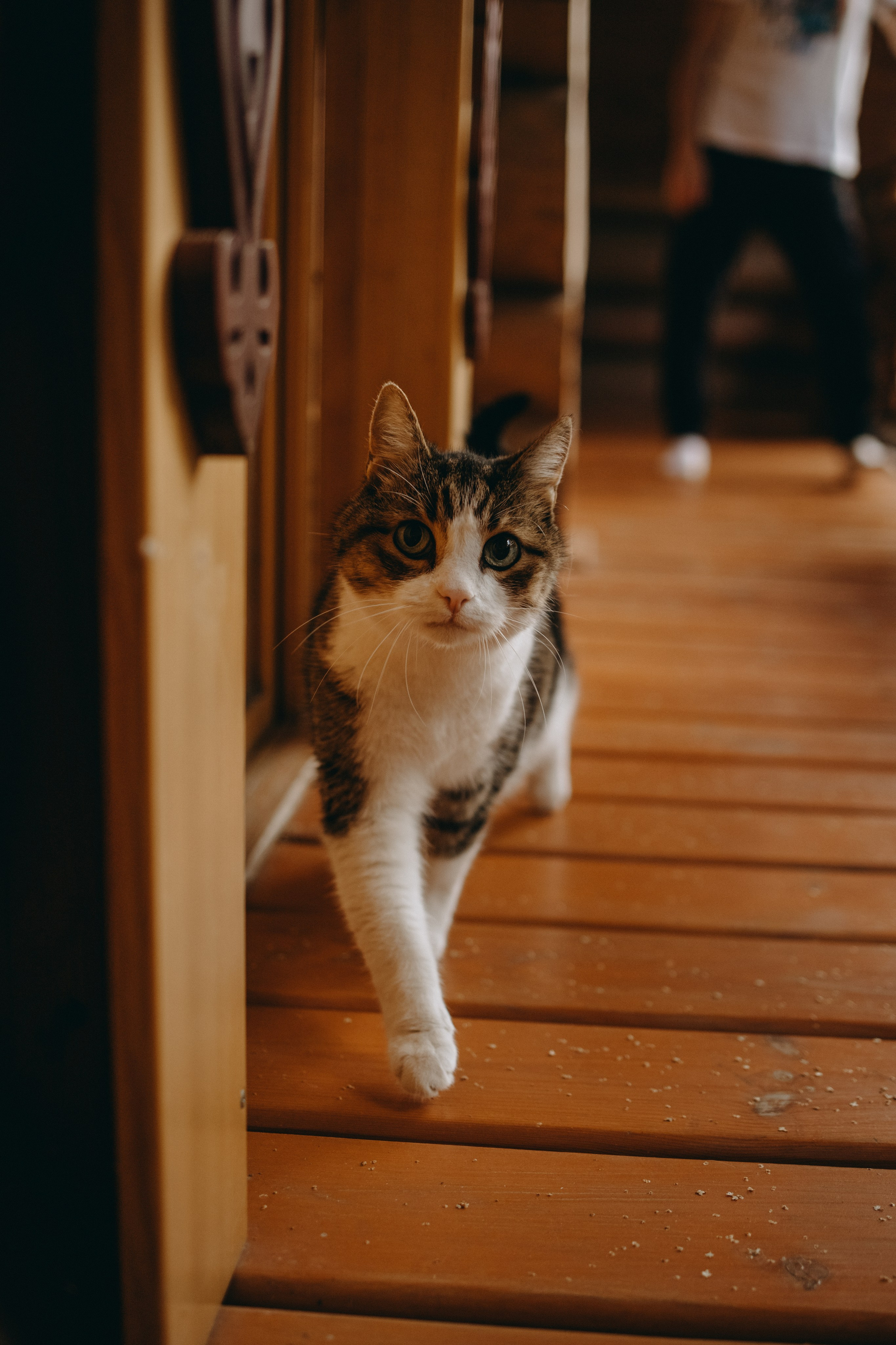 Дом у реки. Фотограф — Анималист | Санкт-Петербург