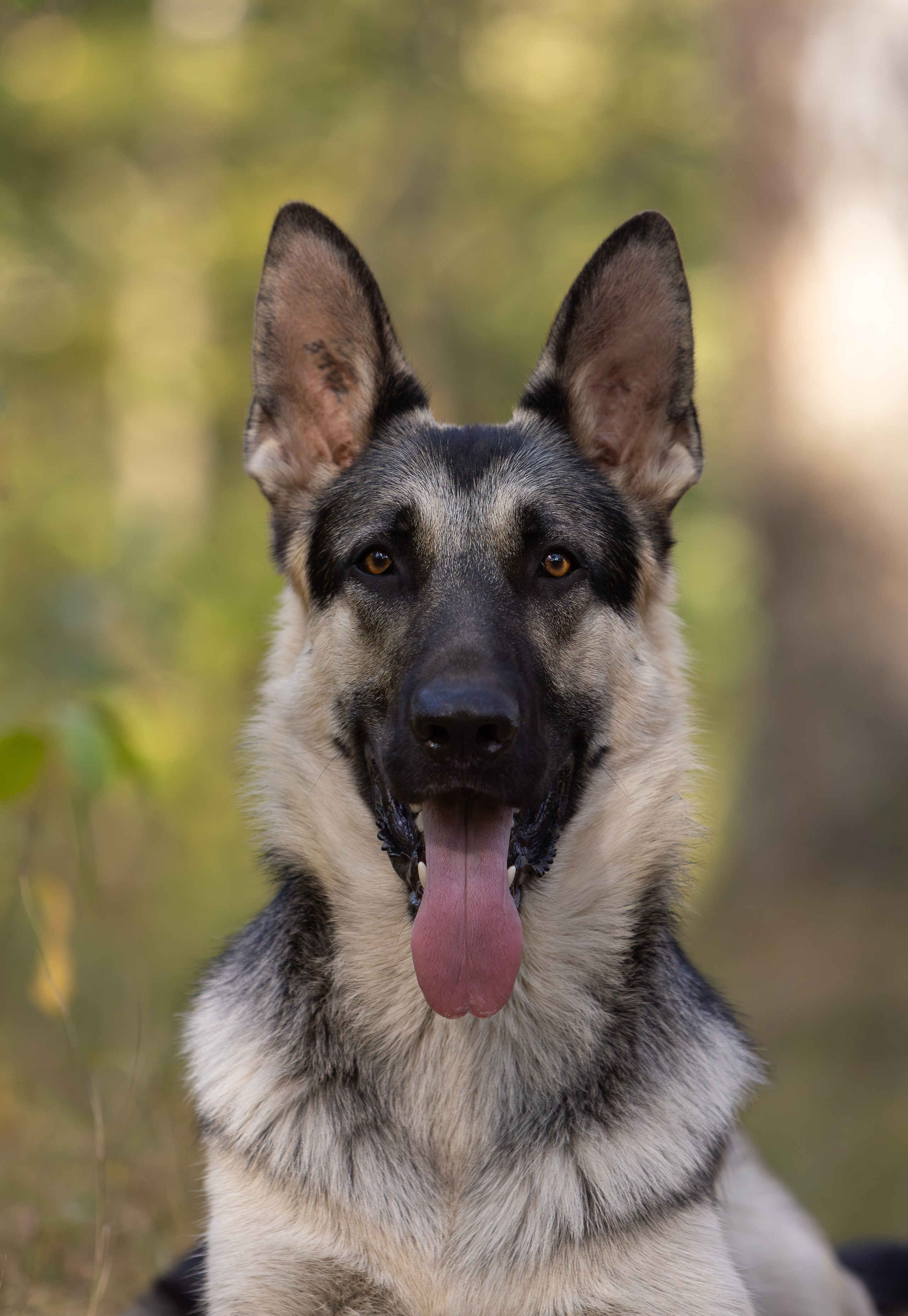 Корги и ВЕО осенью. Фотограф-анималист в Москве, МО и Владимире