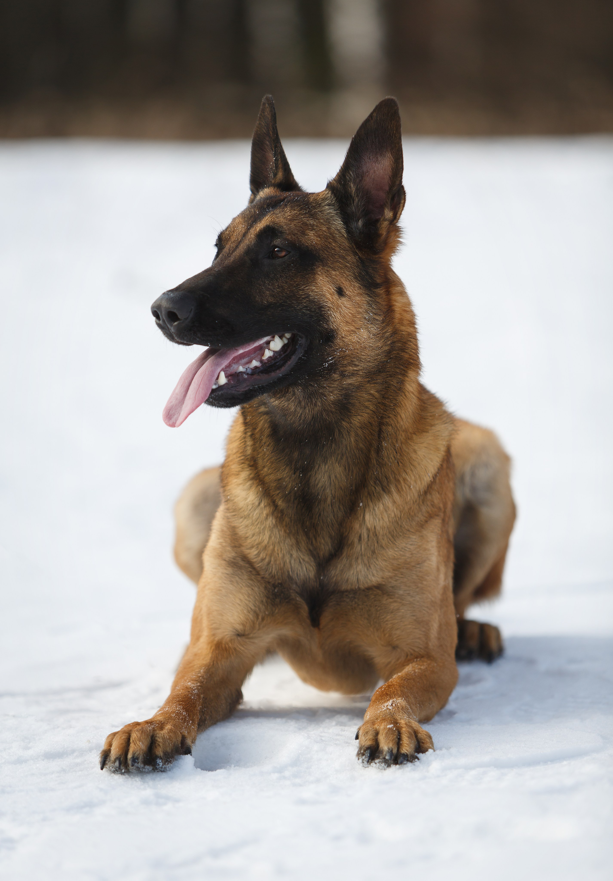 Драгон. Фотограф-анималист в Москве, МО и Владимире