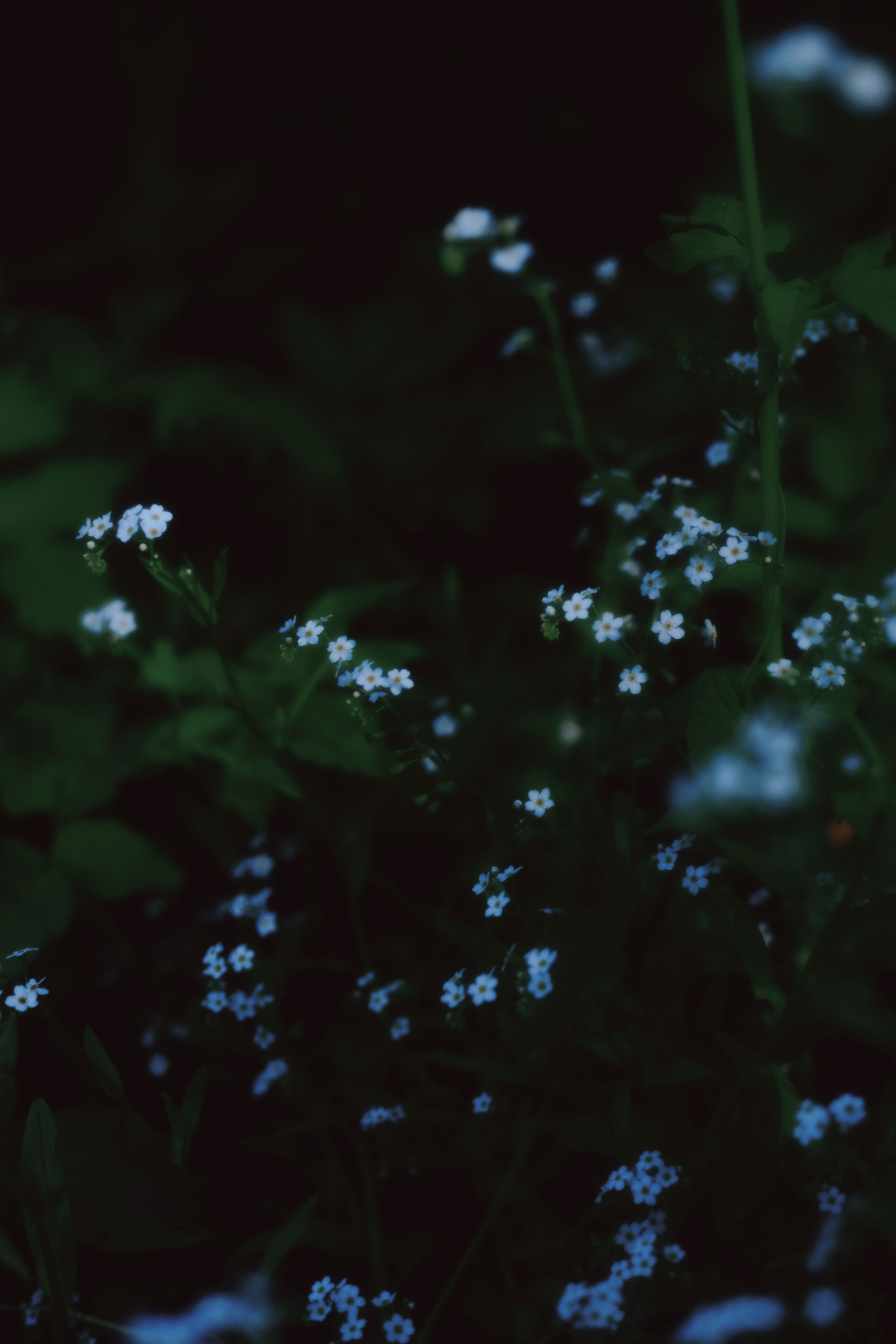 Надя. Семейный и портретный фотограф в Санкт-Петербурге