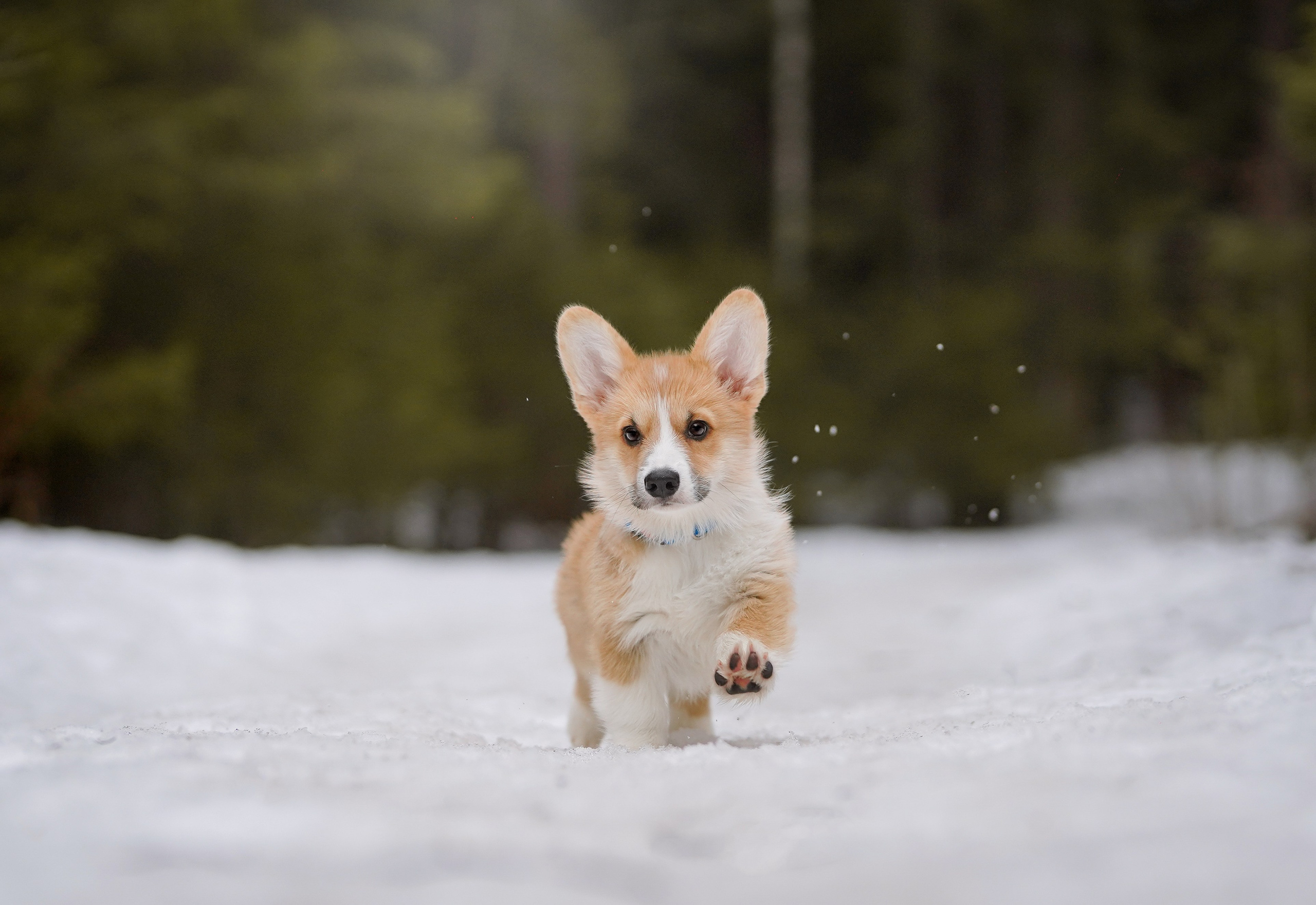 Щенки корги. Фотограф-анималист в Санкт-Петербурге Яна Мартынова