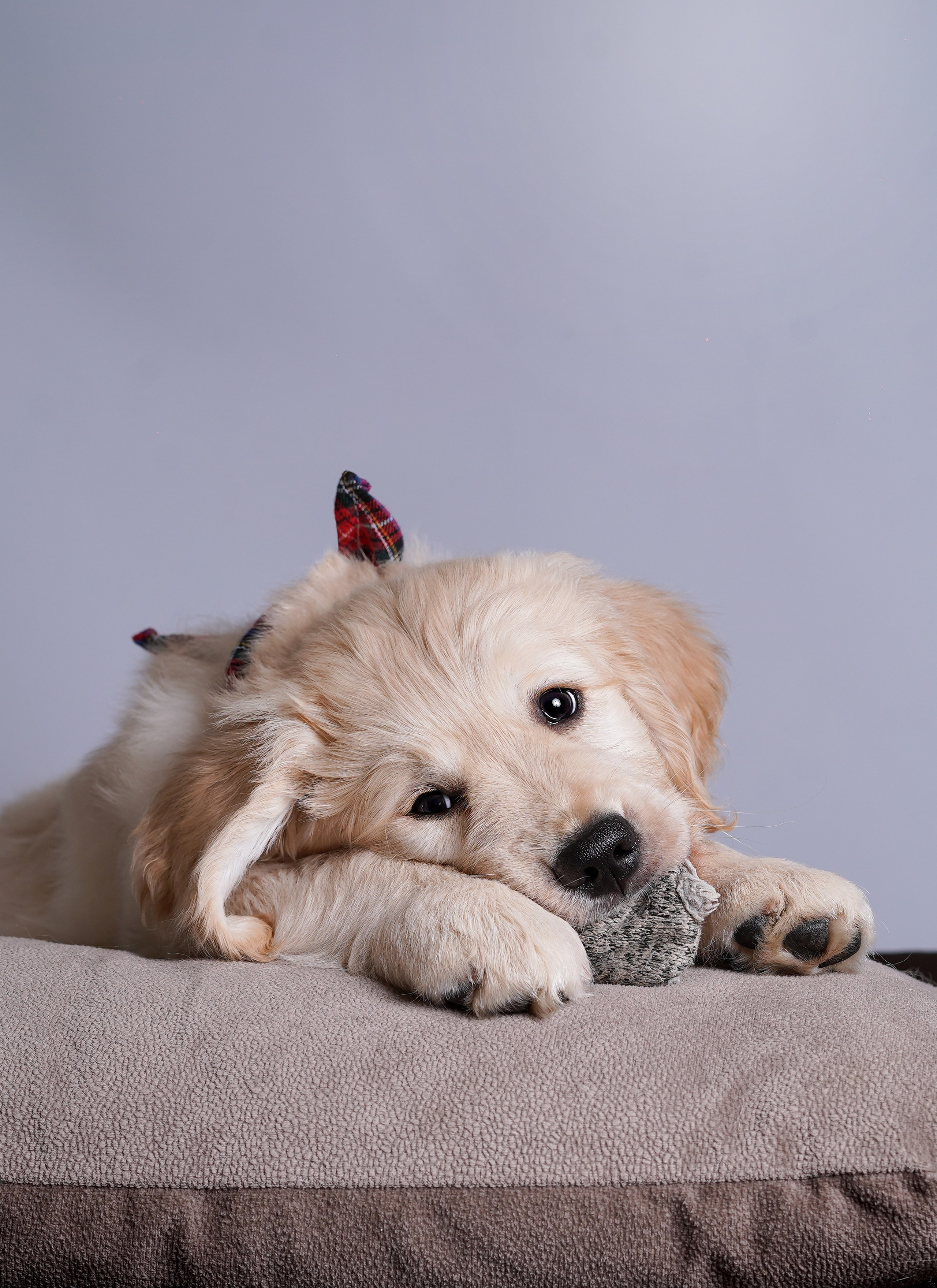 Щенок голдена. Фотограф-анималист в Санкт-Петербурге Яна Мартынова