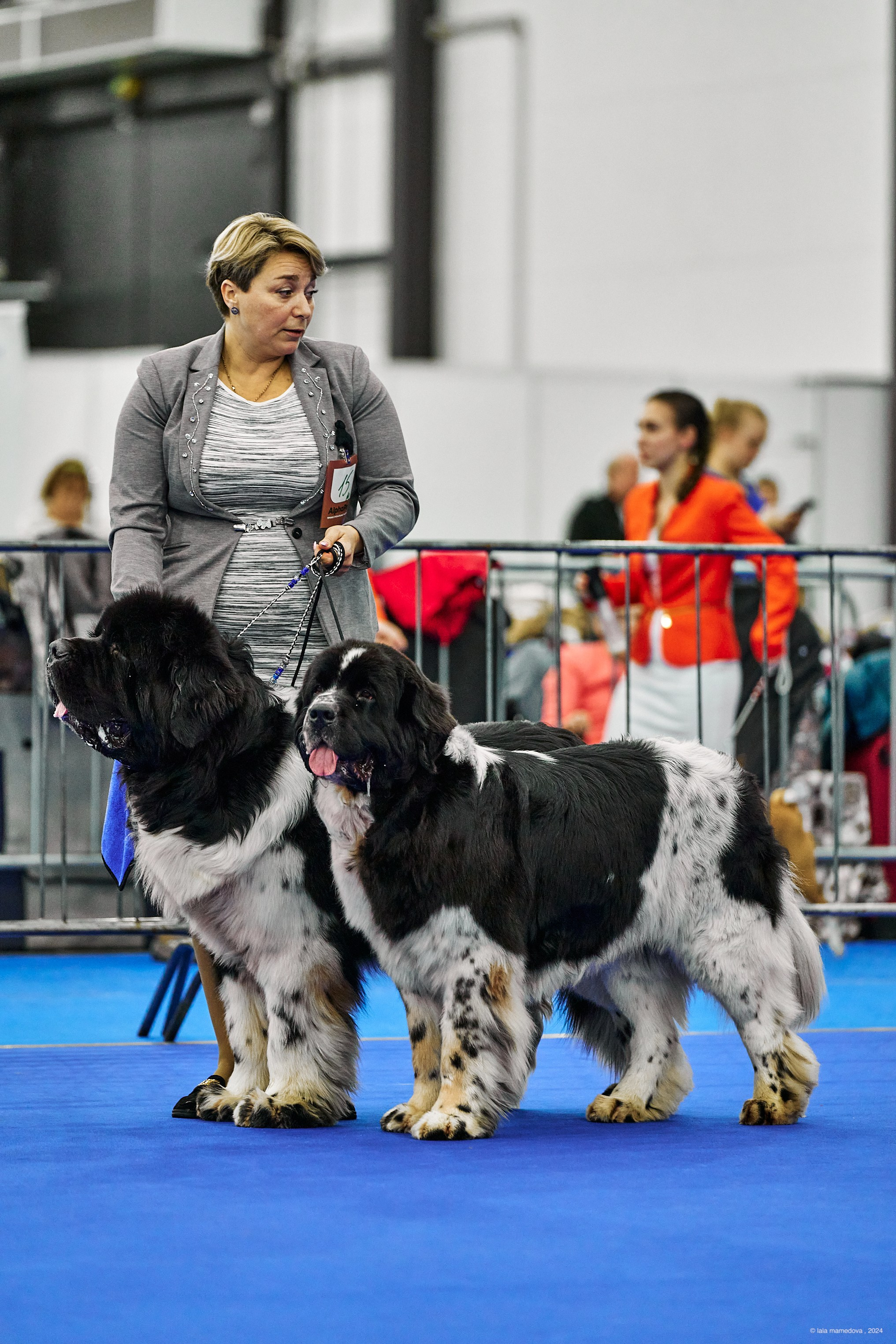 РЕЙТИНГОВАЯ ВЫСТАВКА СОБАК ВСЕХ ПОРОД С ОСОБЫМ СТАТУСОМ"НЕВСКИЙ ПОБЕДИТЕЛЬ-2024-2"