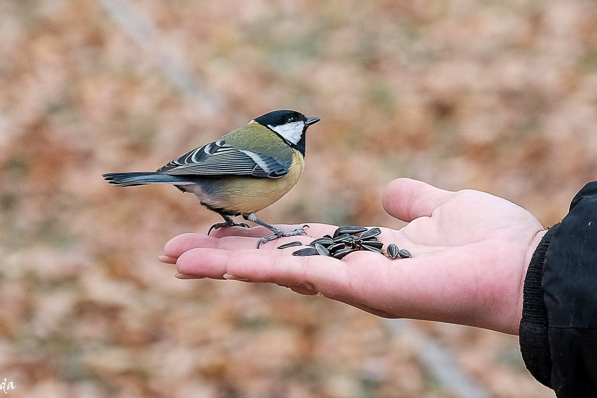 В мире животных. Фотограф Дмитрий Алексеев