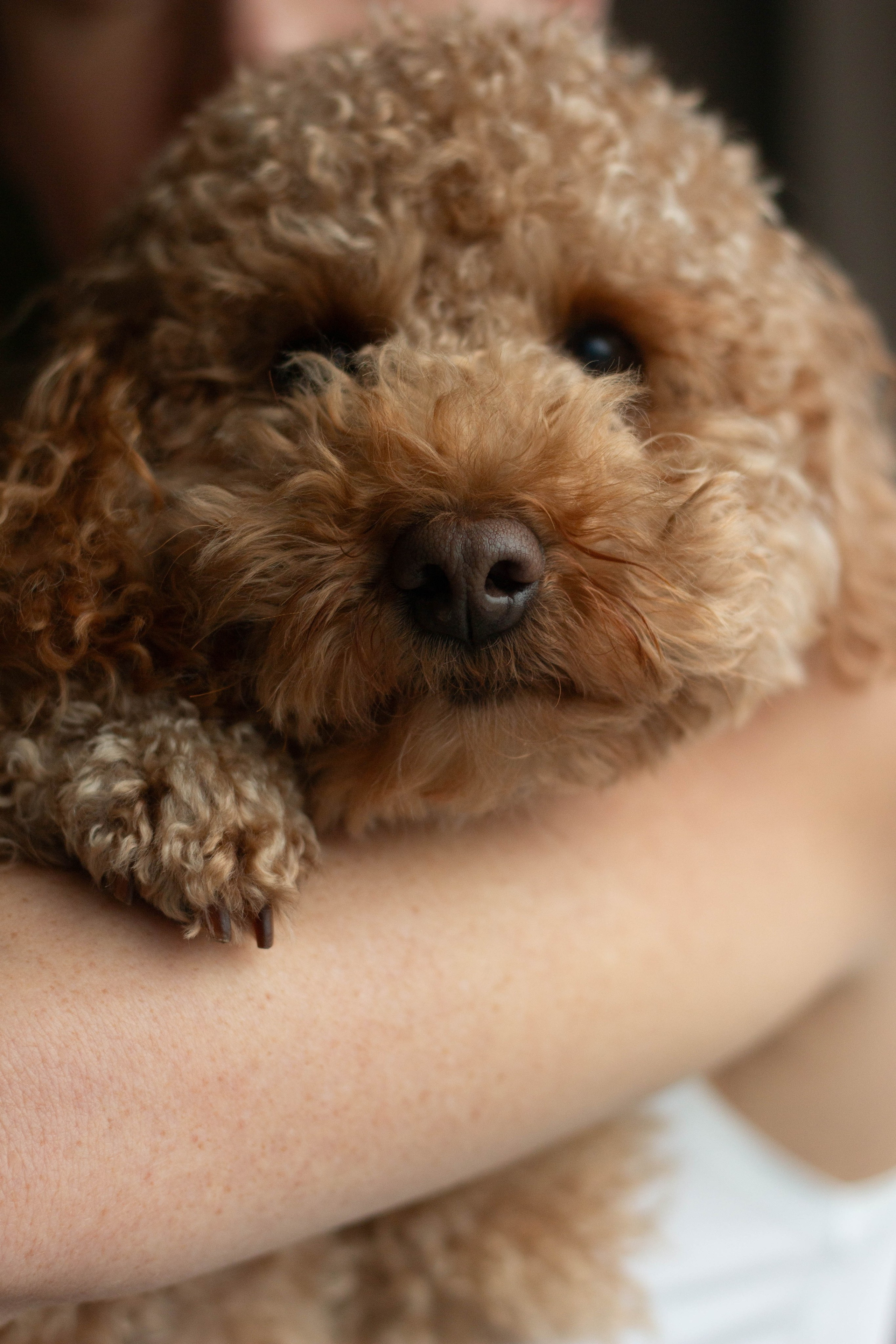 Olga & Eric. Бережно сохраняю ваши чувства и истории на своих фотографиях