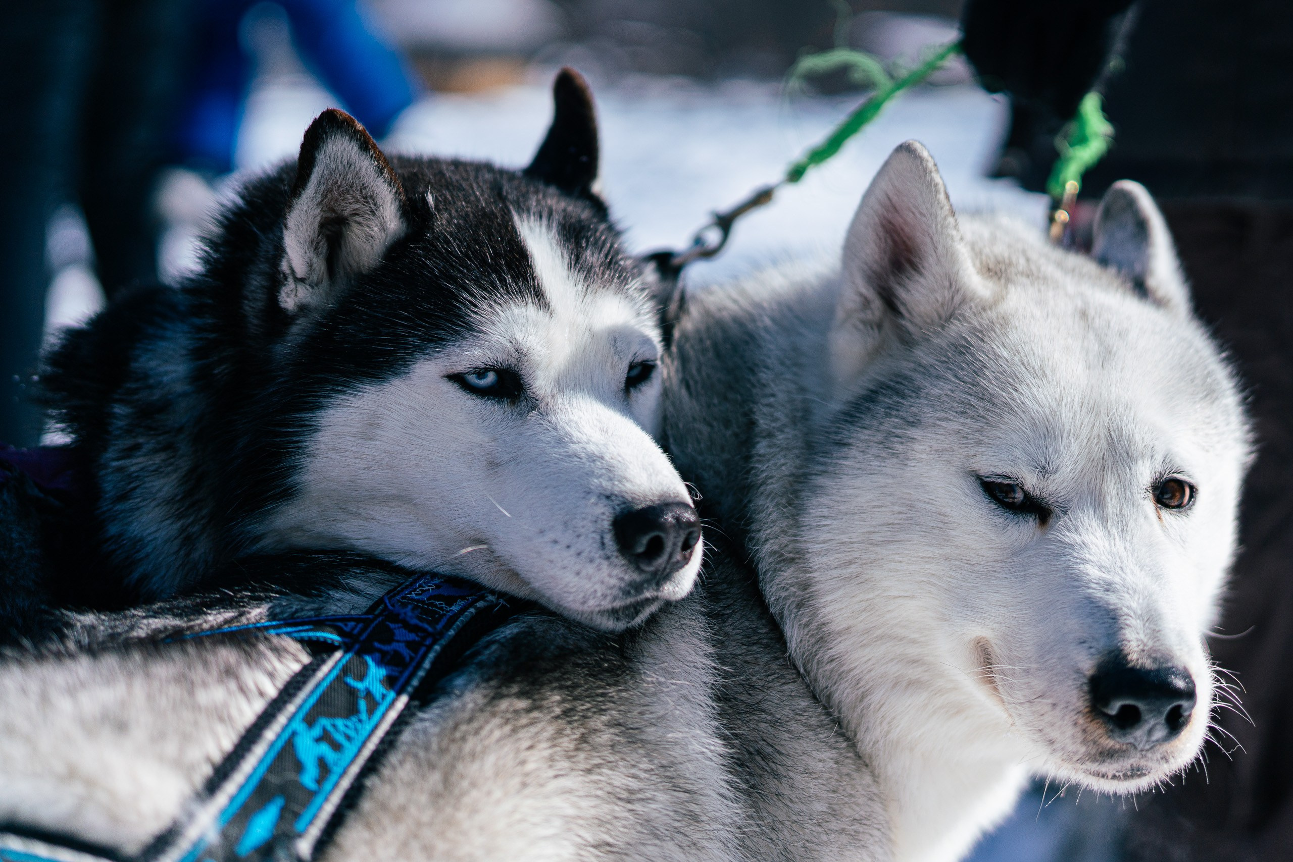 Хаски. Фото журналист