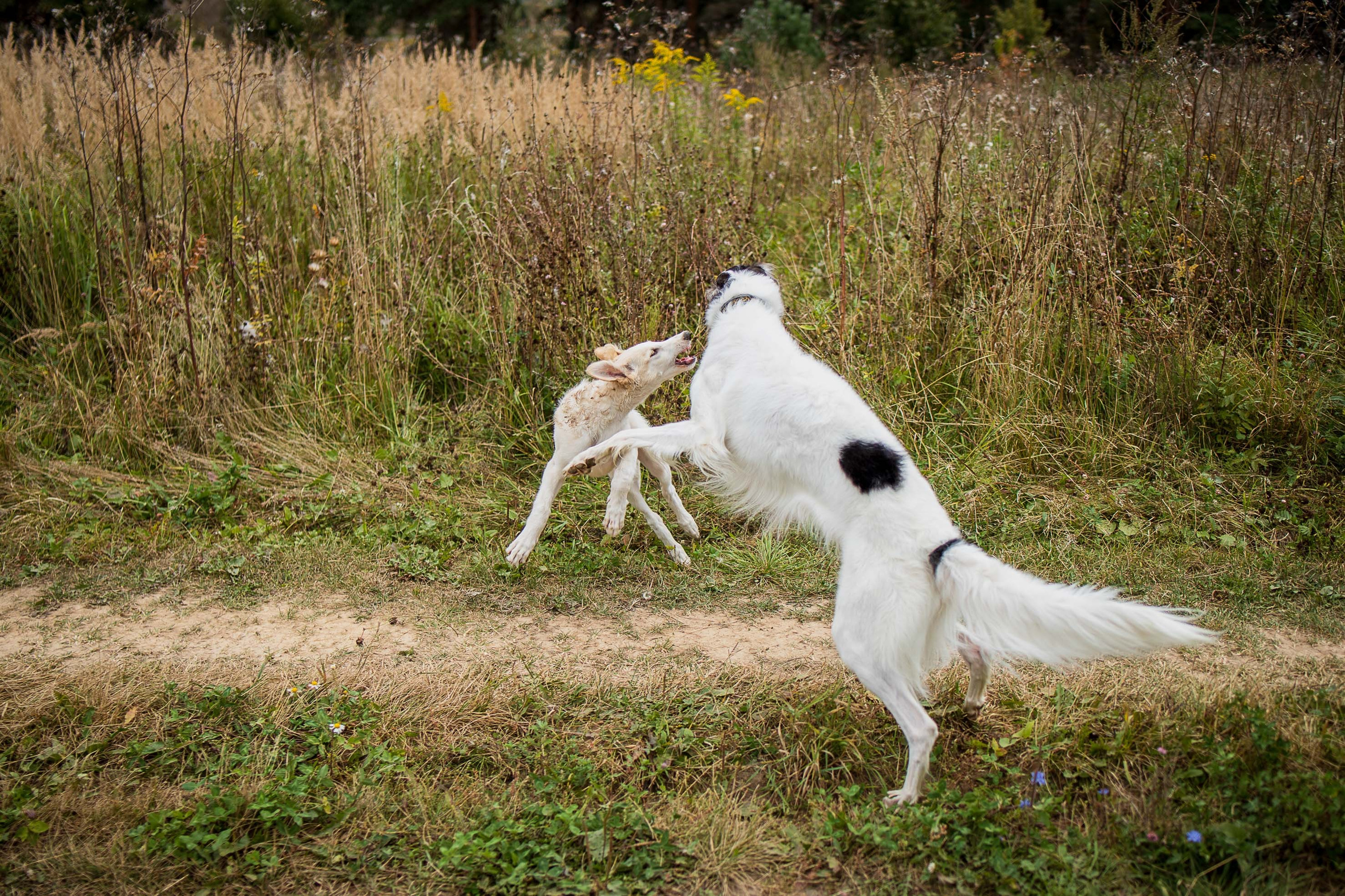 РПБ. Фотограф-анималист Александра Шеремет
