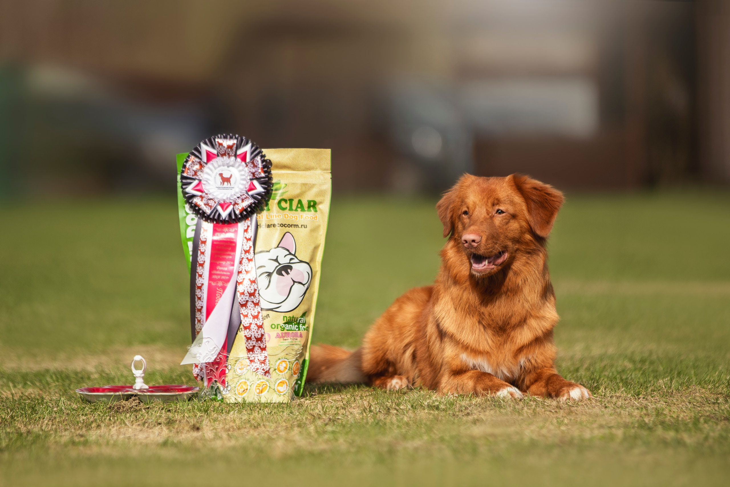 Толлер Орландо (Выставка). Фотограф анималист в Москве Майорова Евгения