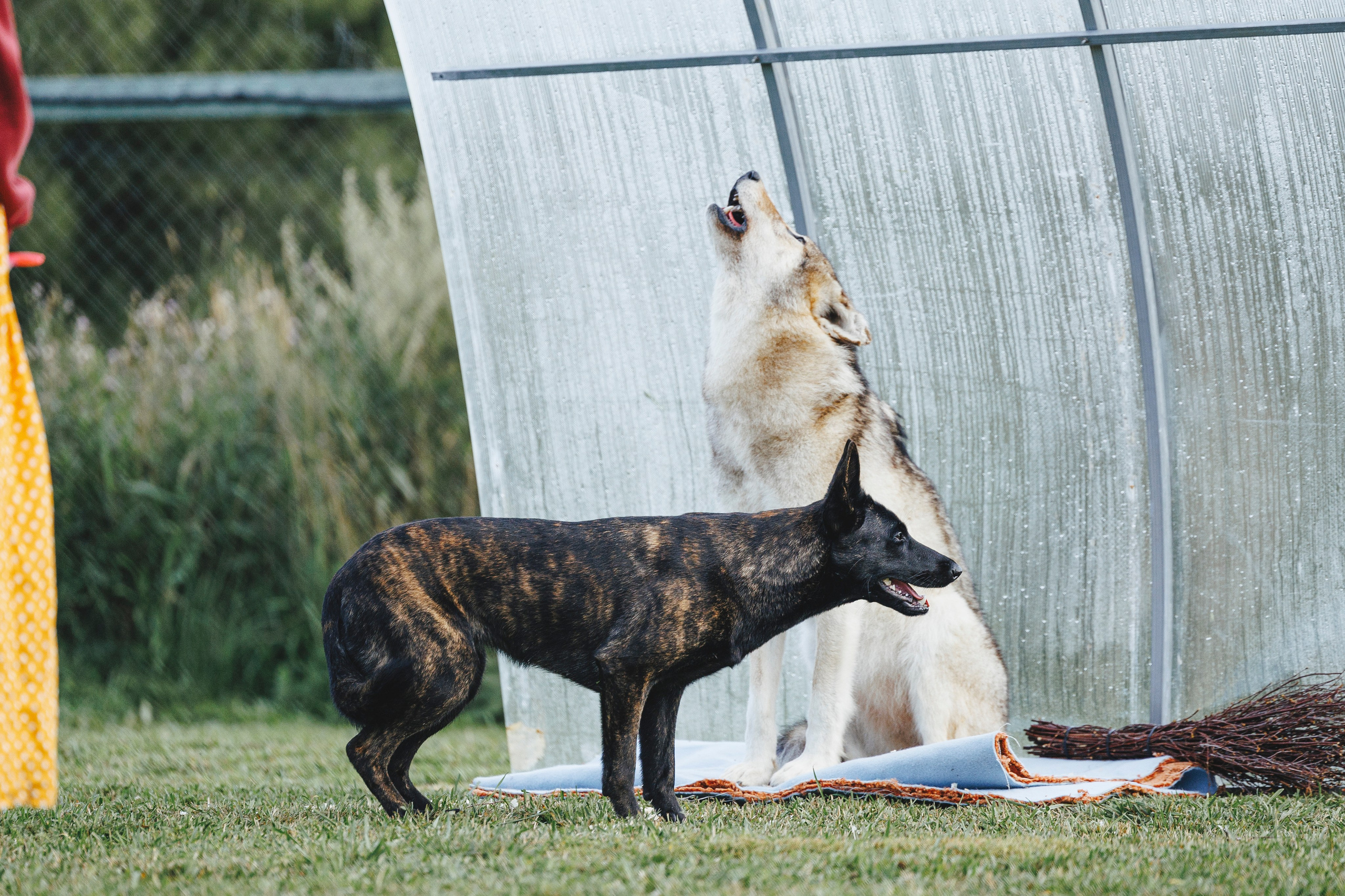 08.08.25-10.08.25 ЧР по мондьорингу г. Вологда. Фотограф-анималист Анна Маринич