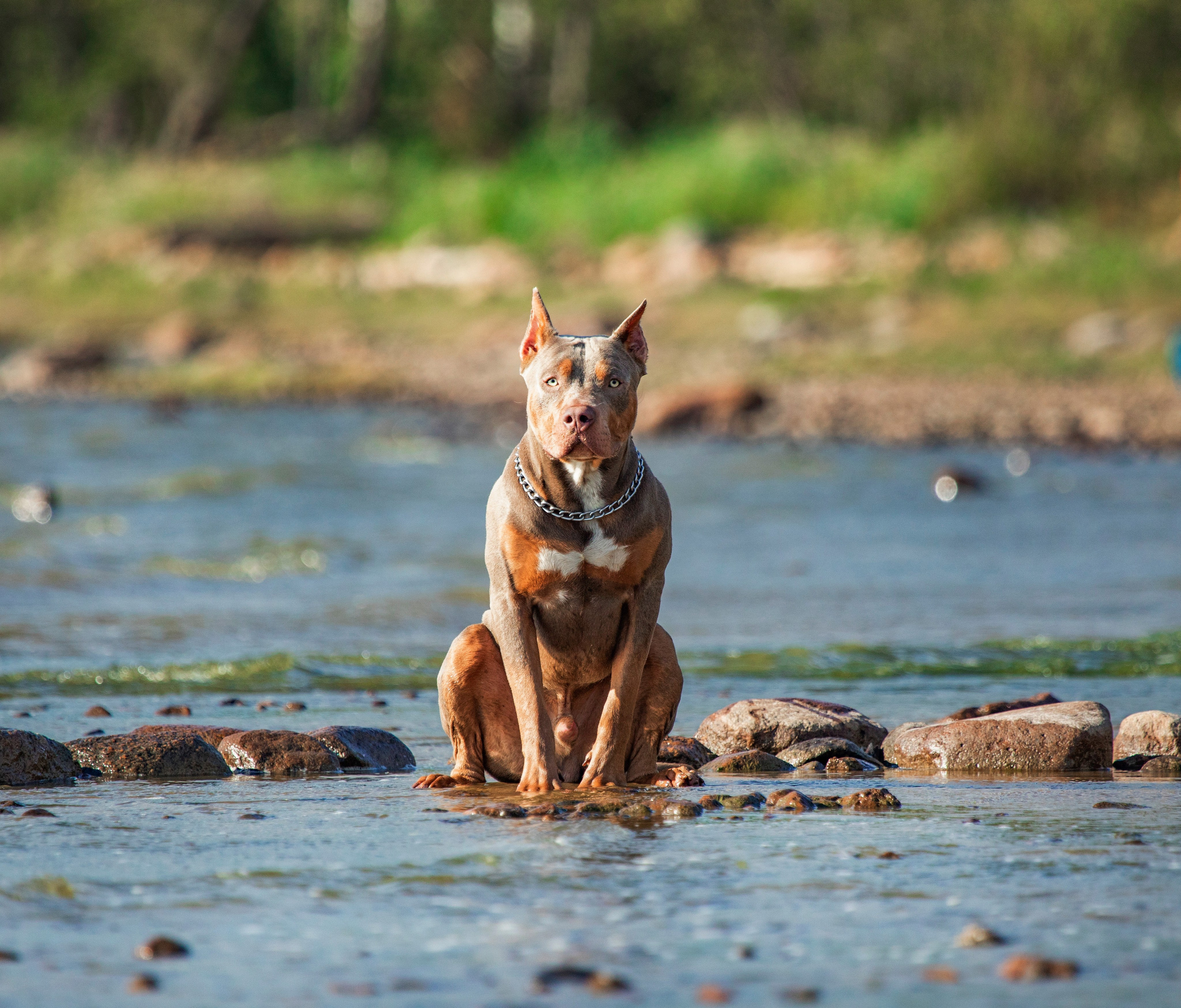 Прогулочные фотосъёмки Финский залив. Фотограф-анималист Павлова Любовь