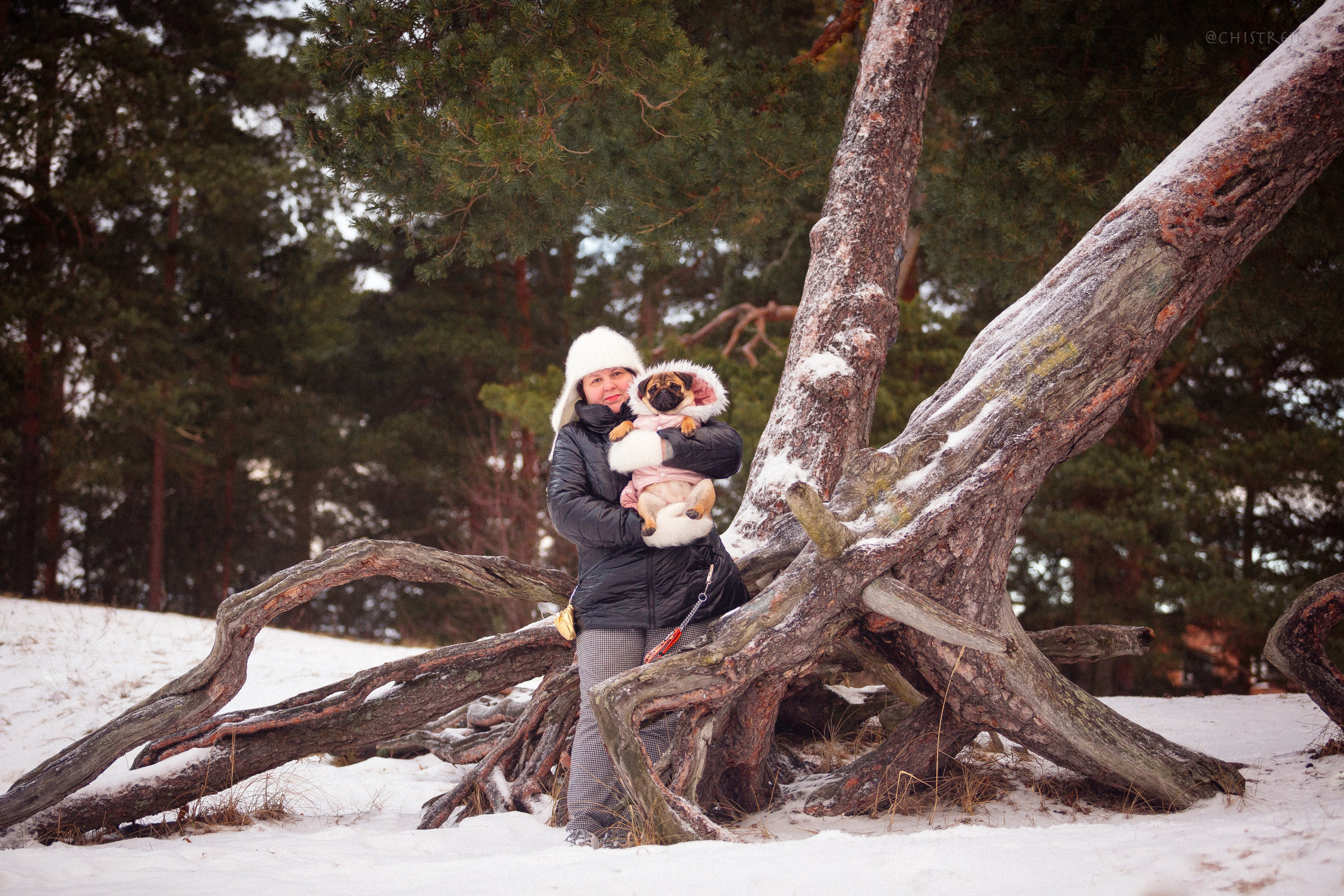Новогоднее настроение. Роза. Фотограф-анималист Наталия Чистюхина в г. Сосновый Бор и ЛО