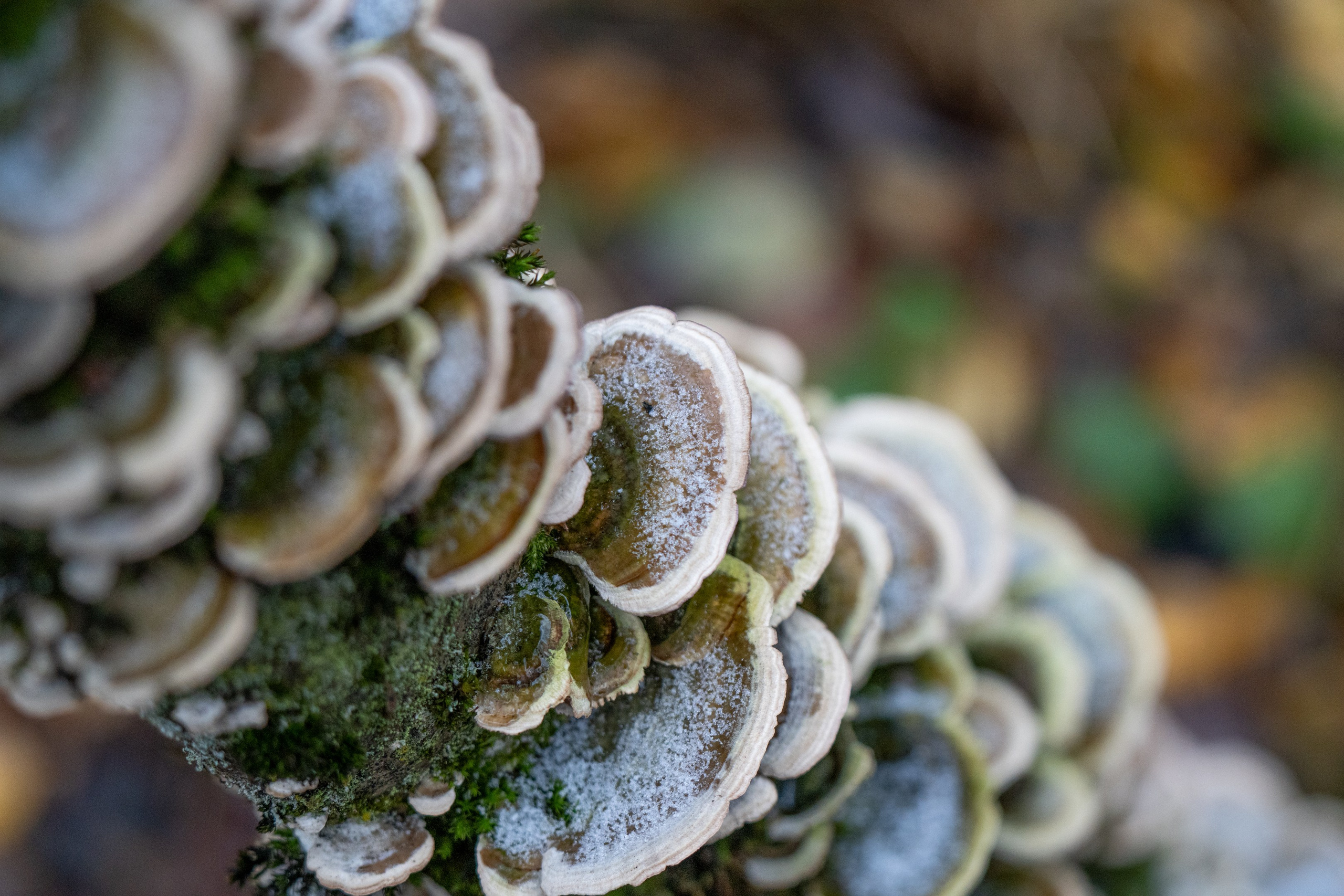ПЕРЕДЕЛКИНО. ПОБУДЬ ЗДЕСЬ И ЦЕЛЕЕ БУДЕТ ЭТОТ МИР