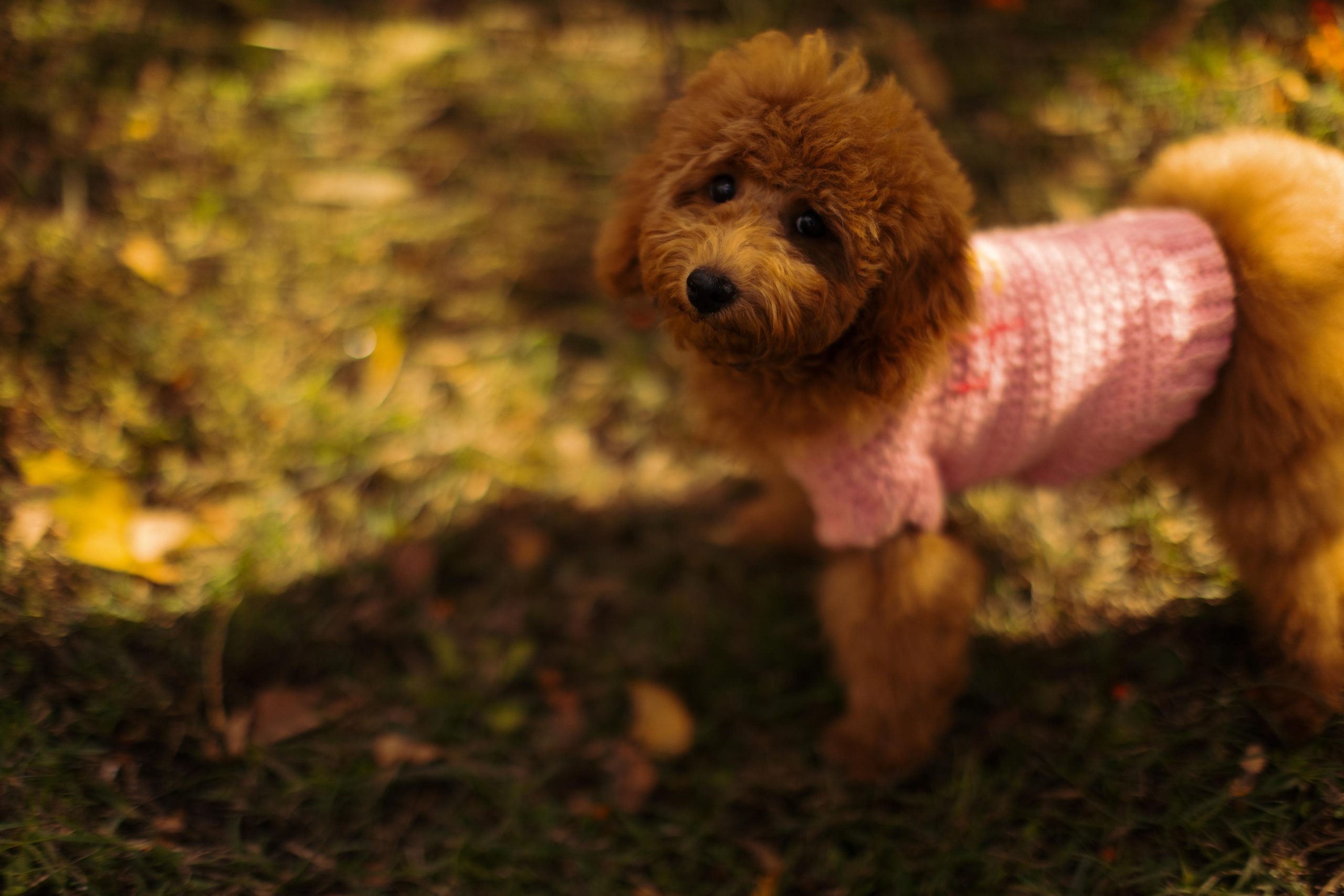 Женя, Женя, Уляша и Чуи!. Фотограф Москва и Екатеринбург. Максимова Соня