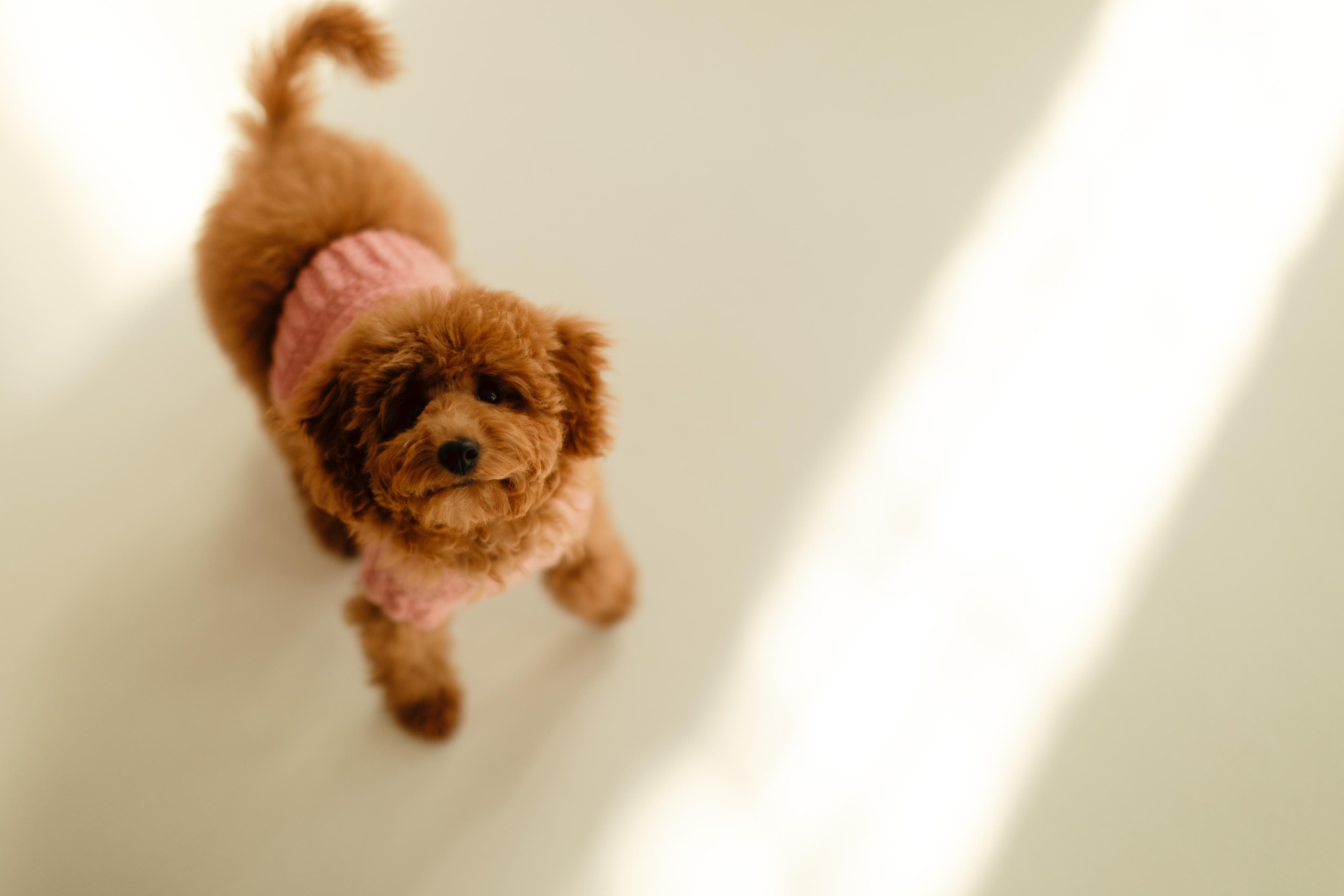 Женя, Женя, Уляша и Чуи!. Фотограф Москва и Екатеринбург. Максимова Соня