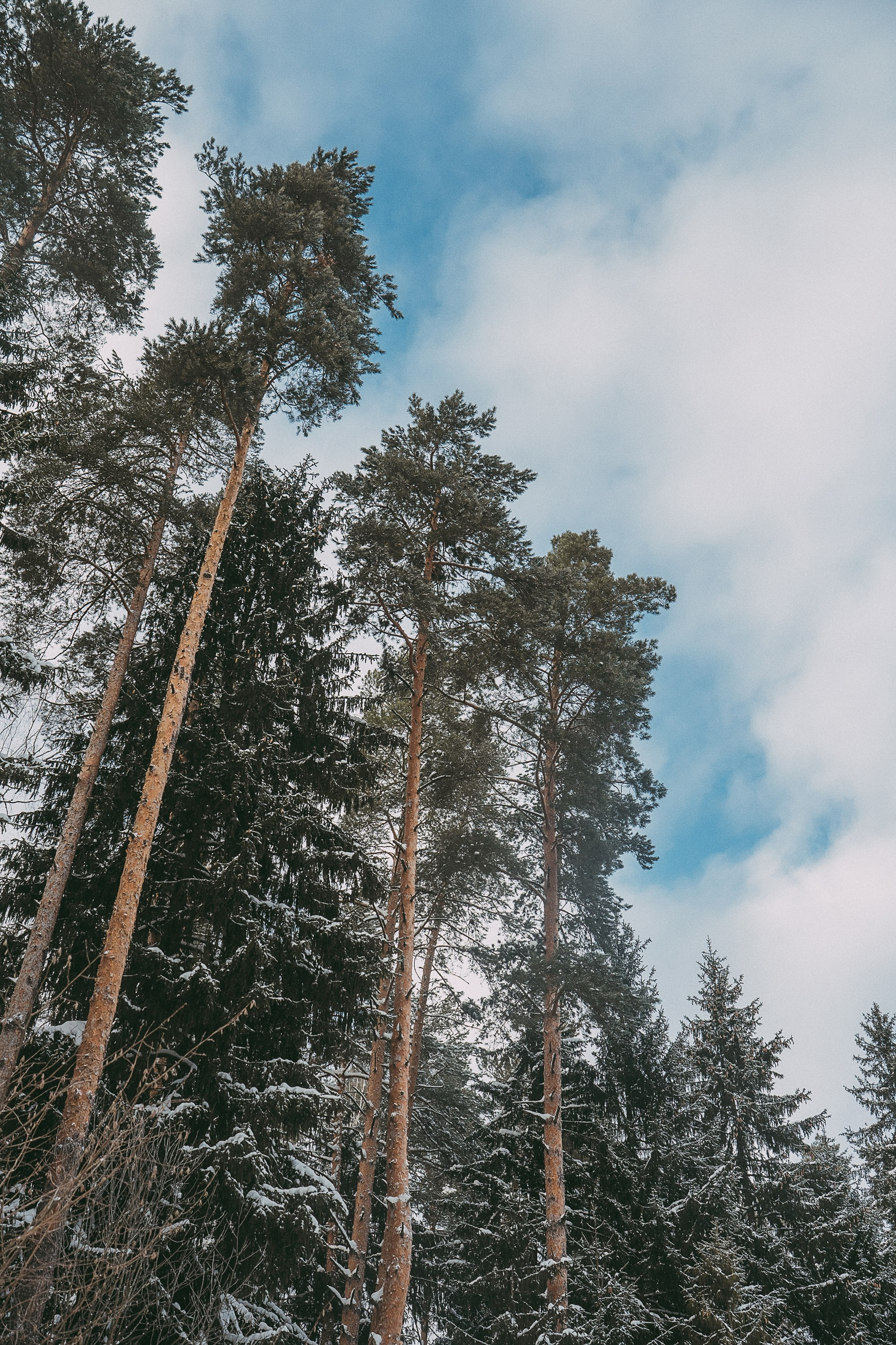 Полина, Уго и Пышка. Фотограф анималист в Москве и Санкт-Петербурге Свиридова Анна