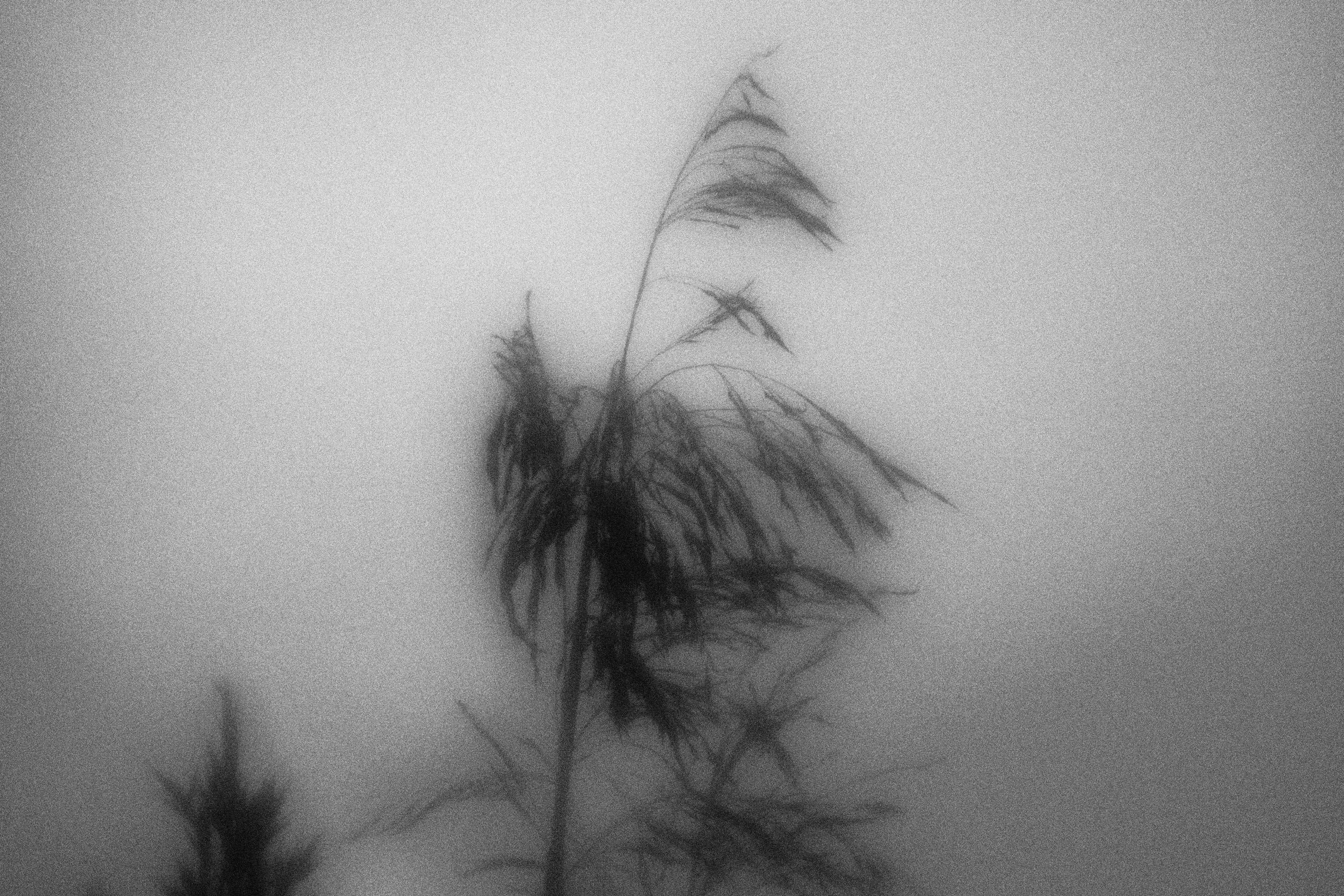 Внутривенные сны (2023)