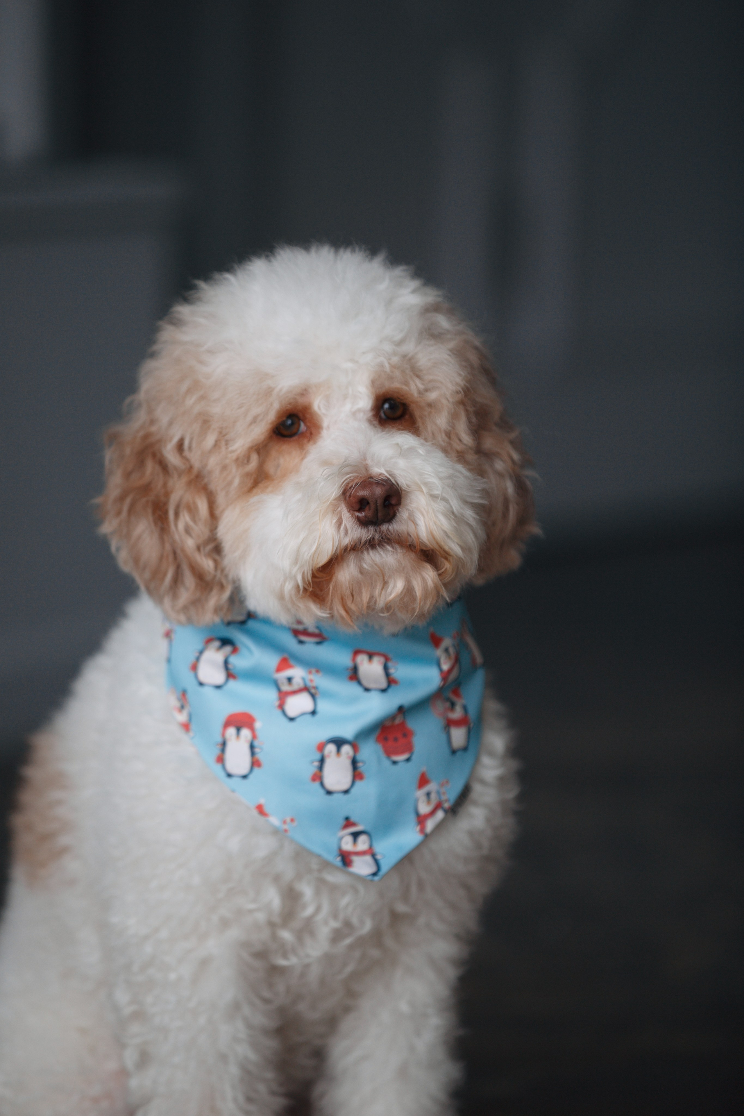 Bmbh лежанки и адресники. Фотограф анималист Кристина Карпова, Москва