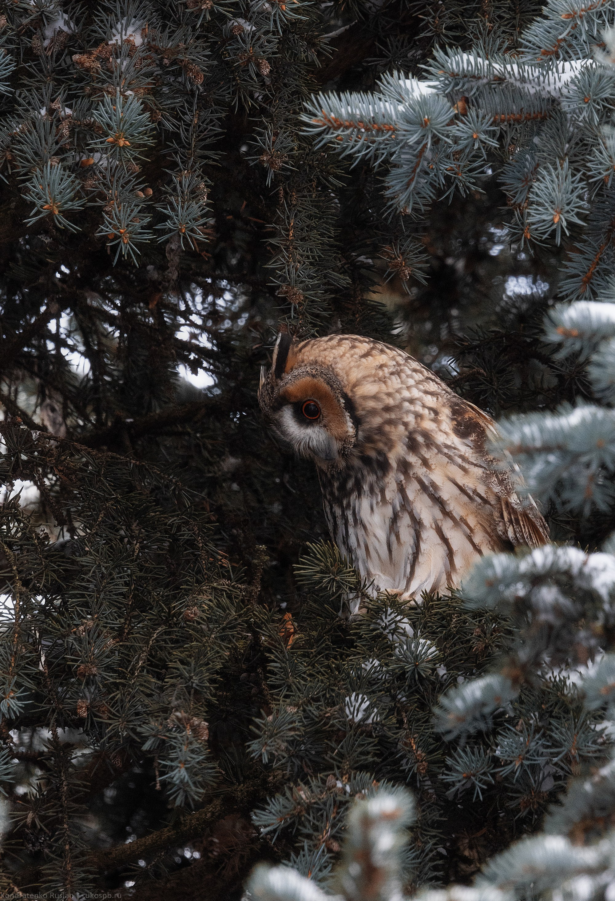 Ушастая сова. Архитектурный и пейзажный фотограф Кондратенко Руслан, Санкт-Петербург