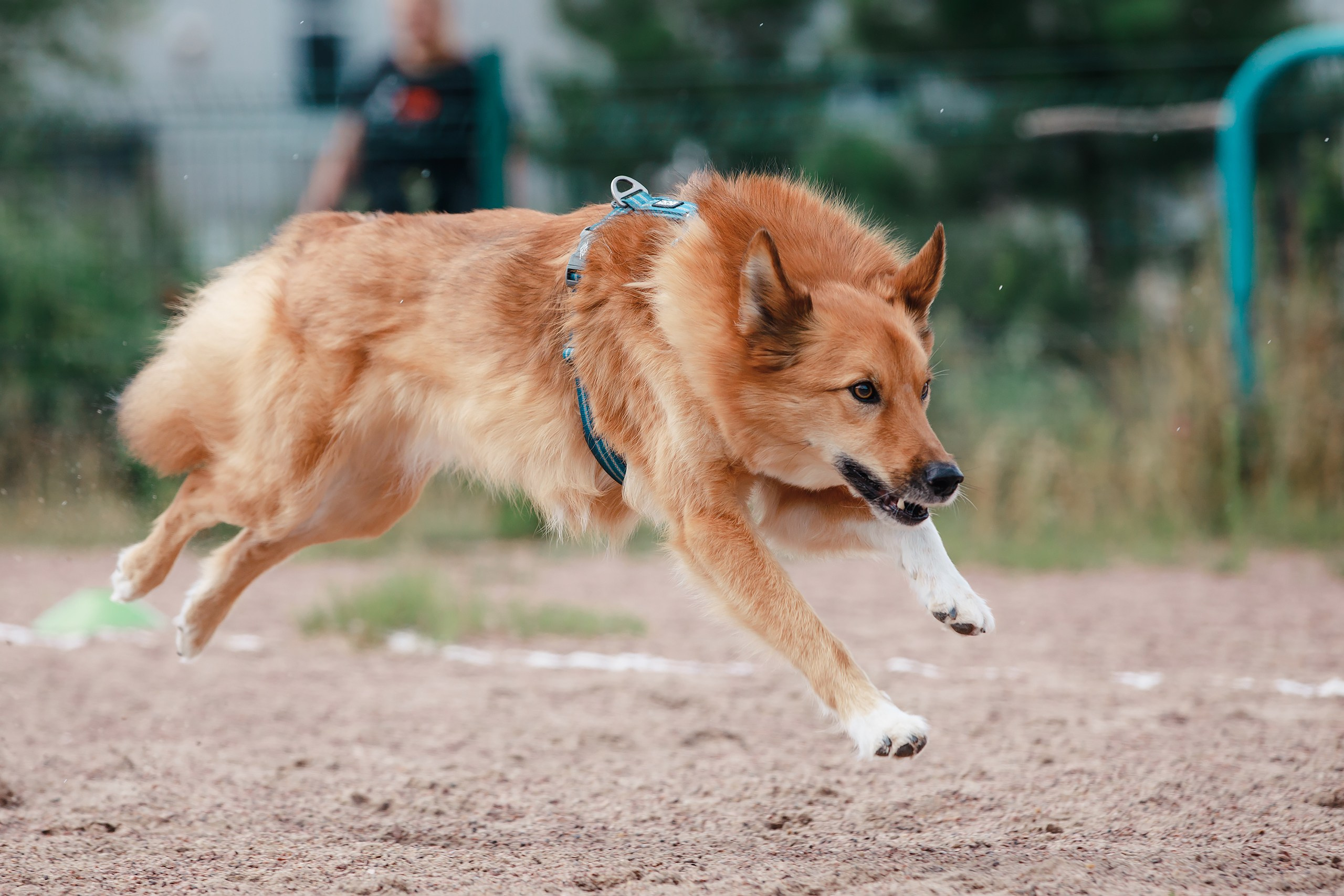 Питч&Гоу + веселые старты. Фотограф-анималист Mary Mart — Москва, Питер