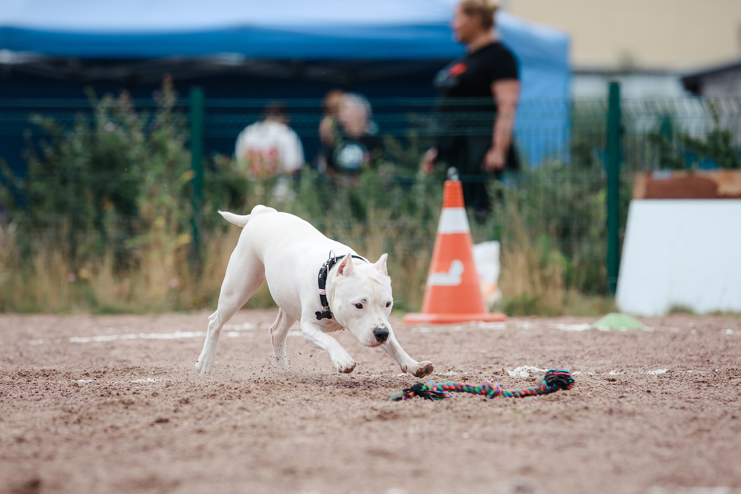 Питч&Гоу + веселые старты. Фотограф-анималист Mary Mart — Москва, Питер