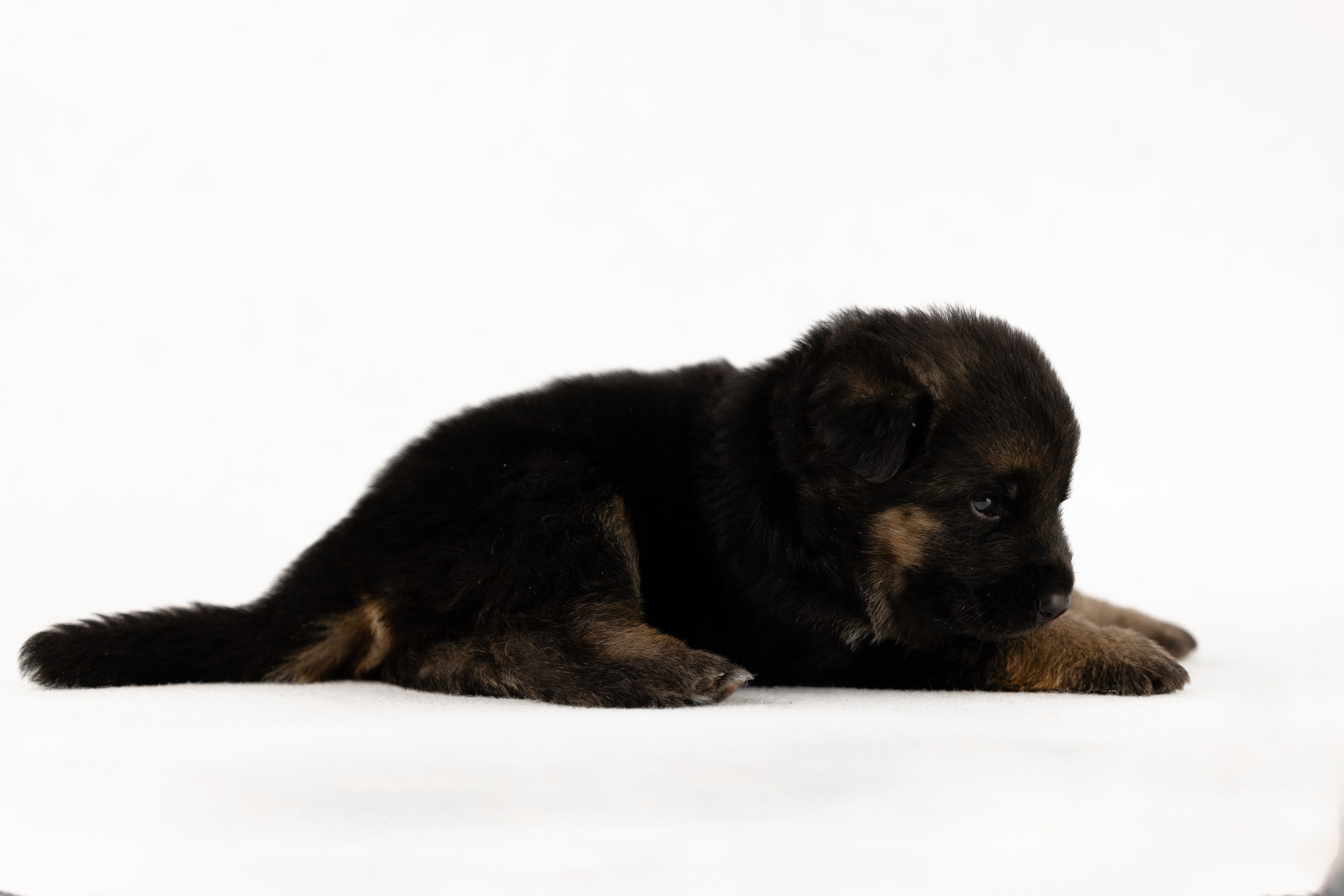 Немецкая овчарка. Фотограф и видеограф анималист Аганина Дарья