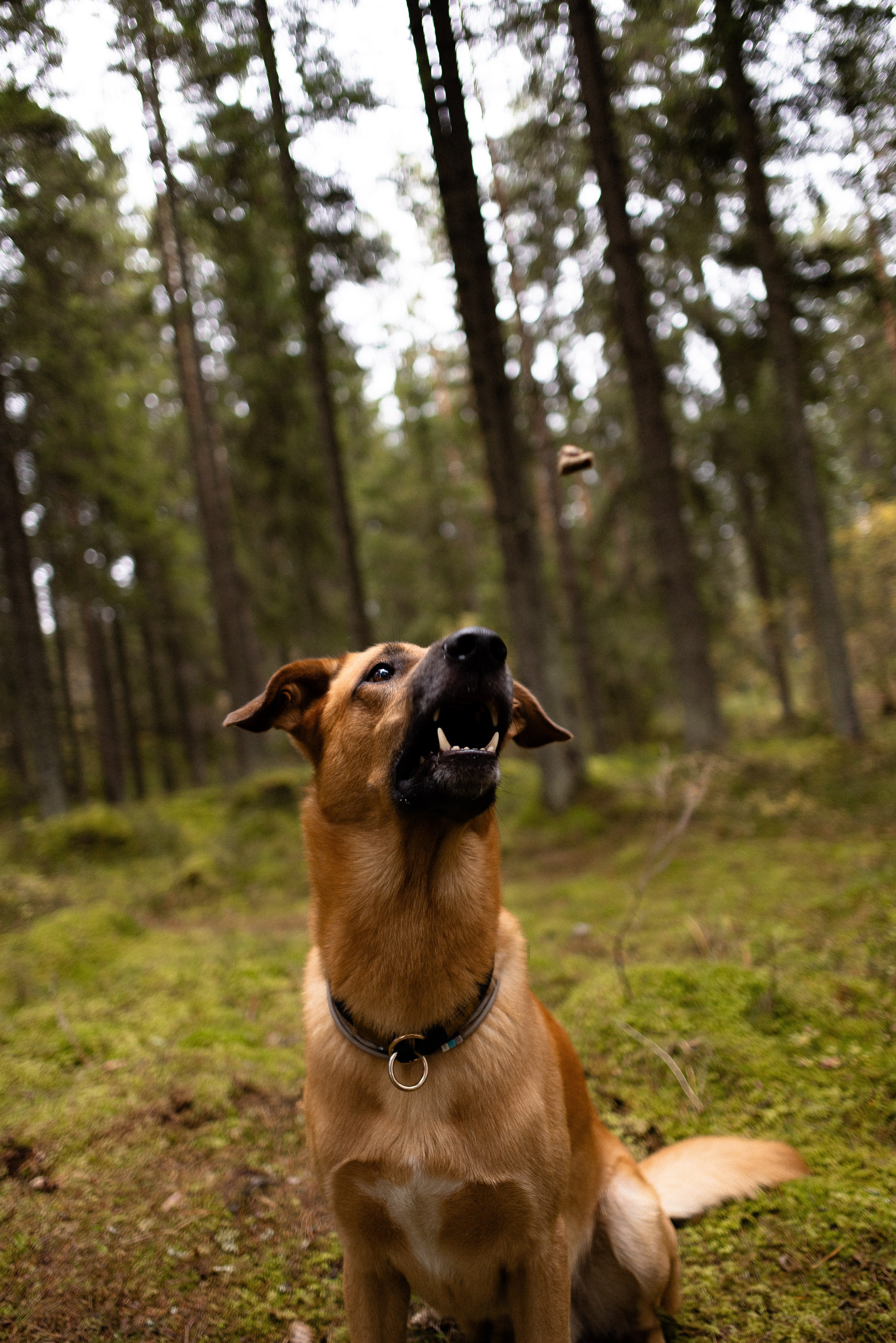 Karelia. Фотограф и видеограф анималист Аганина Дарья