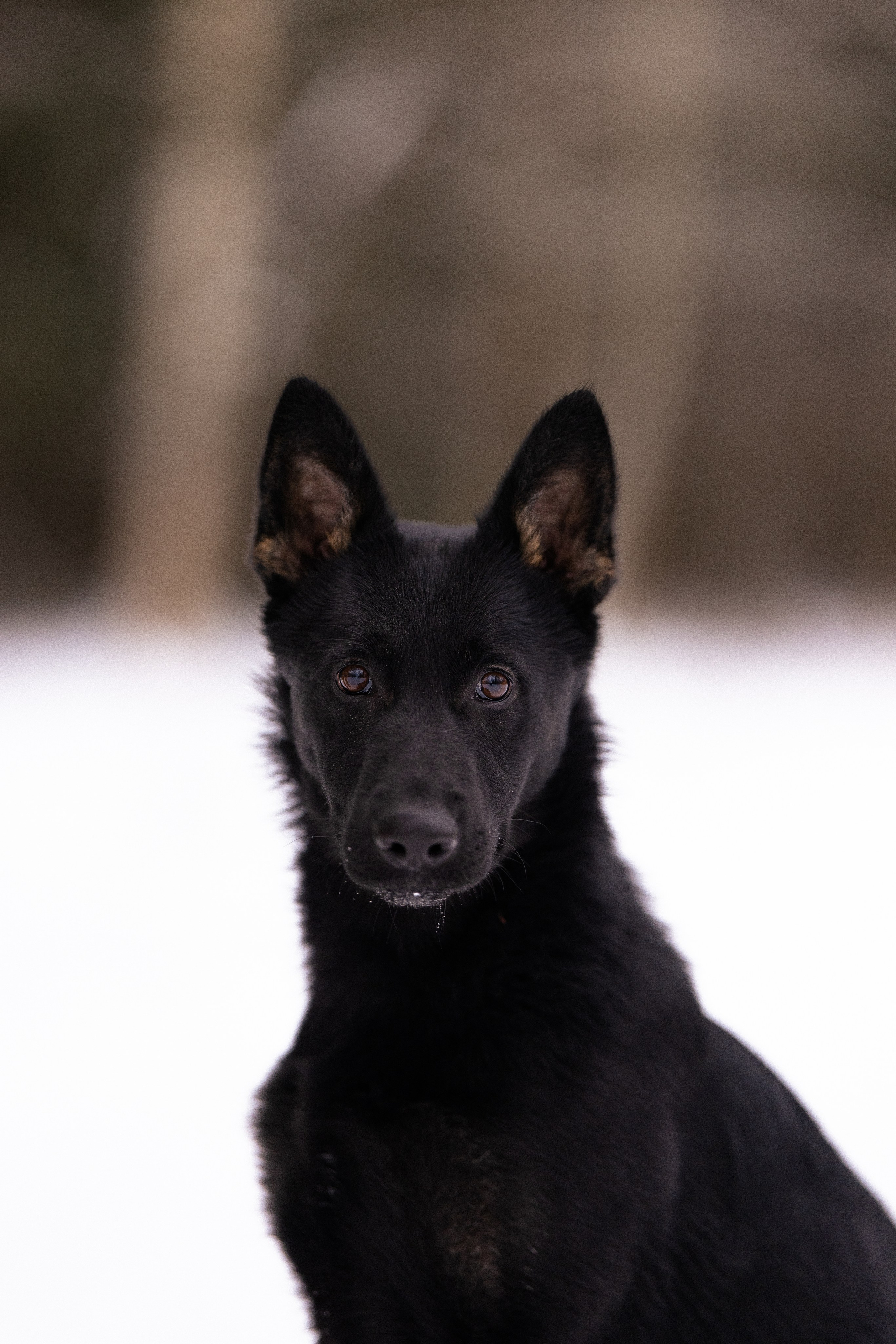 Немецкая овчарка. Фотограф и видеограф анималист Аганина Дарья