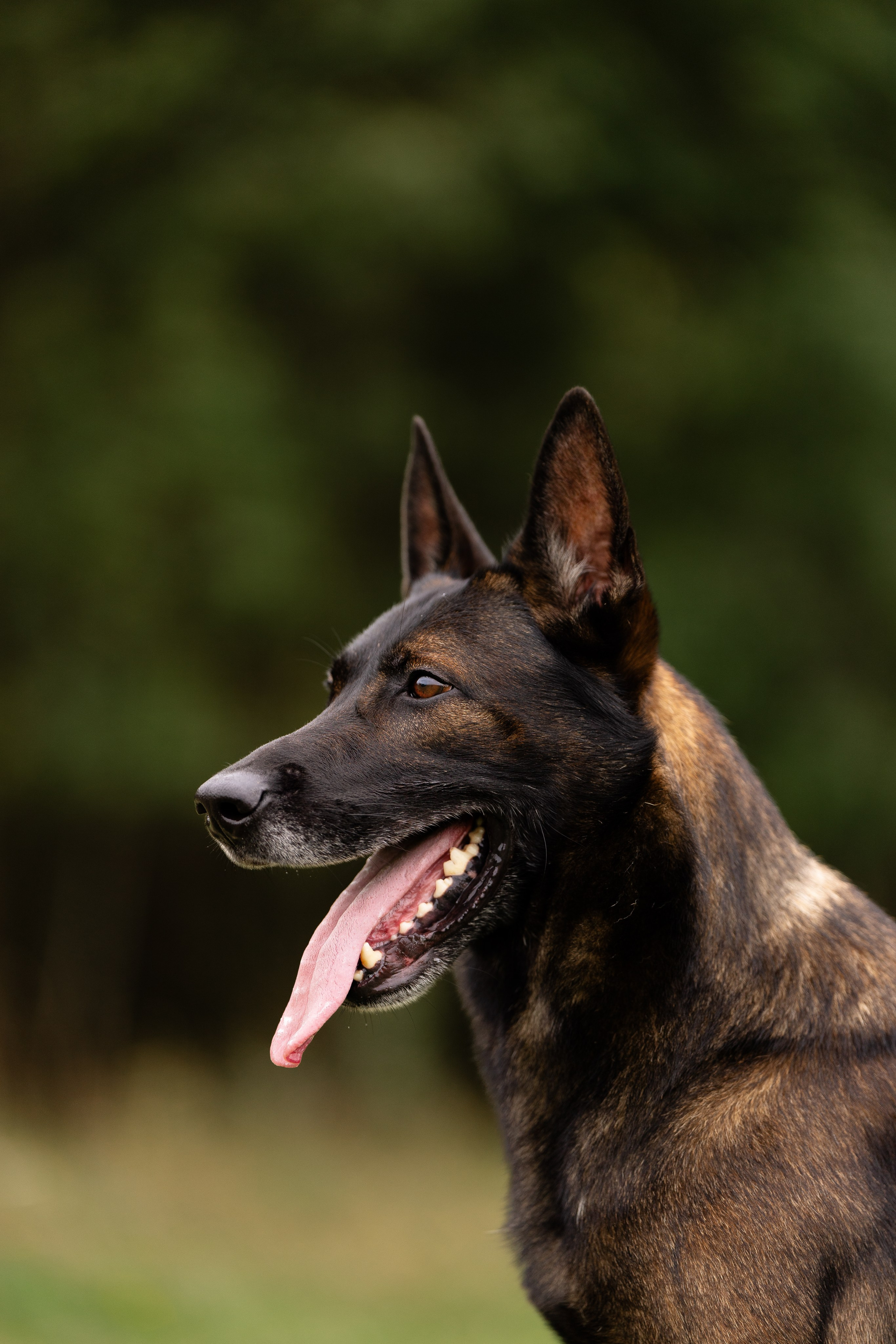 Макс. Фотограф и видеограф анималист Аганина Дарья