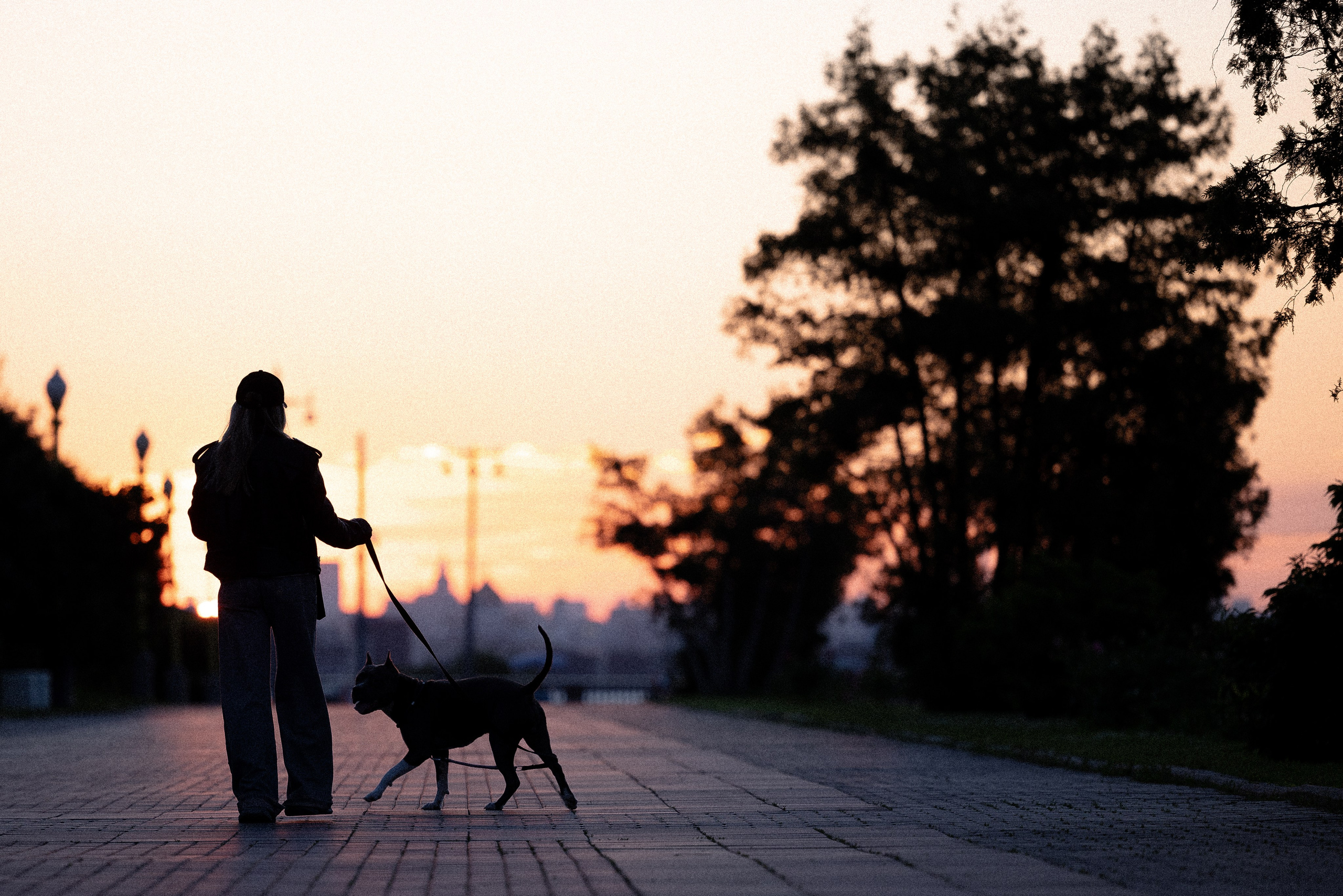 Катя, Леша, Лея и Трой. Фотограф и видеограф анималист Аганина Дарья