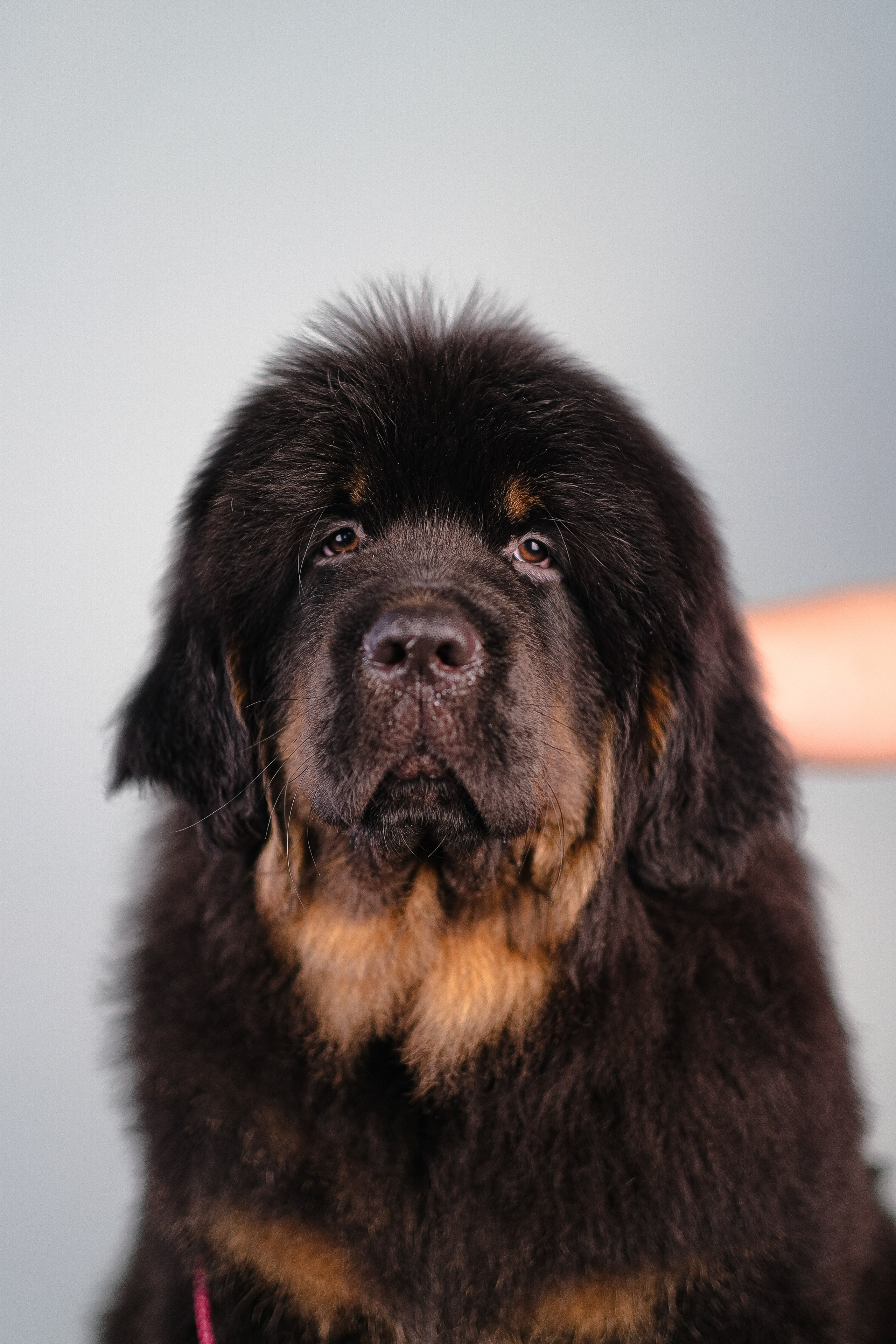 Тибетский мастиф. Фотограф и видеограф анималист Аганина Дарья