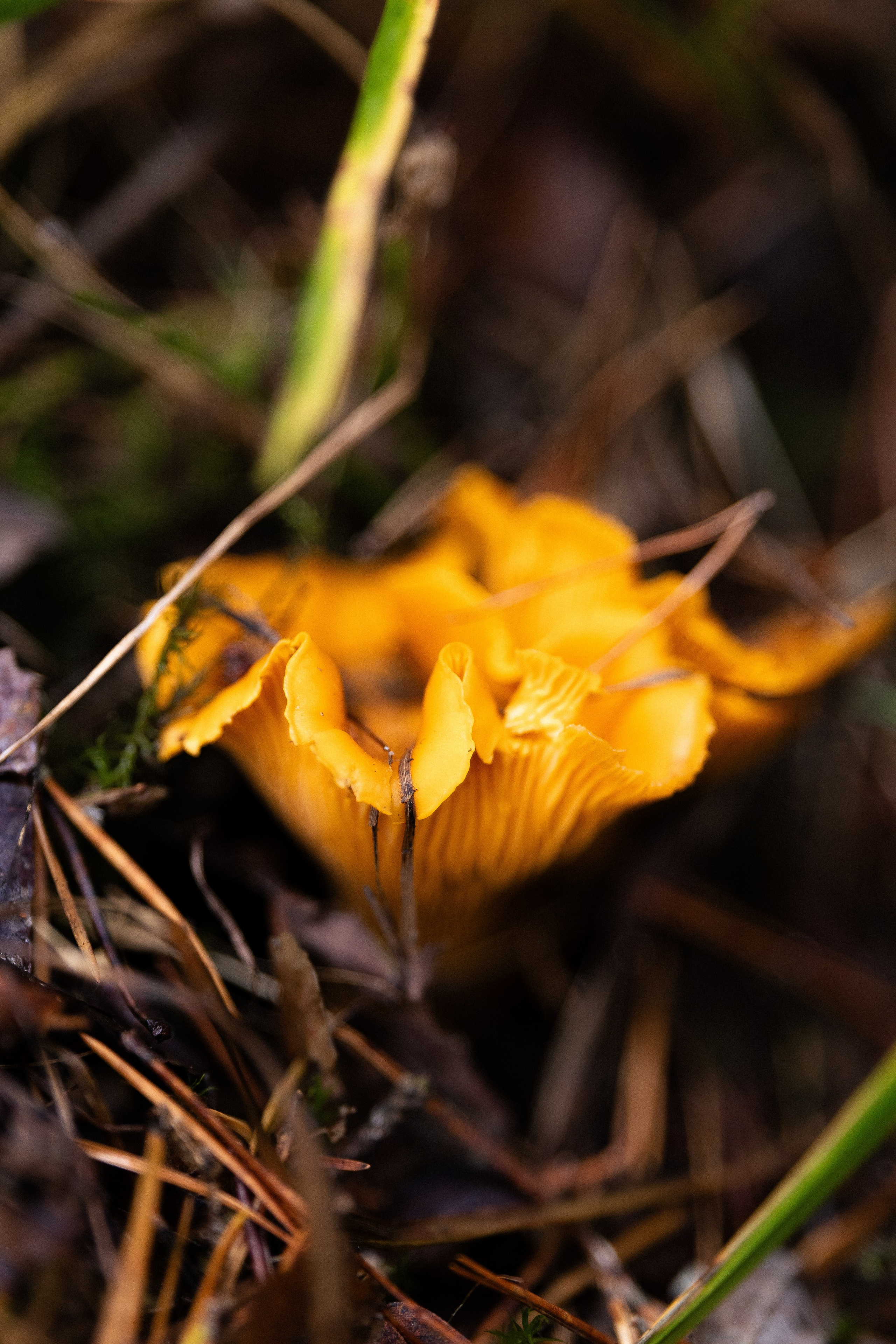 Karelia. Фотограф и видеограф анималист Аганина Дарья
