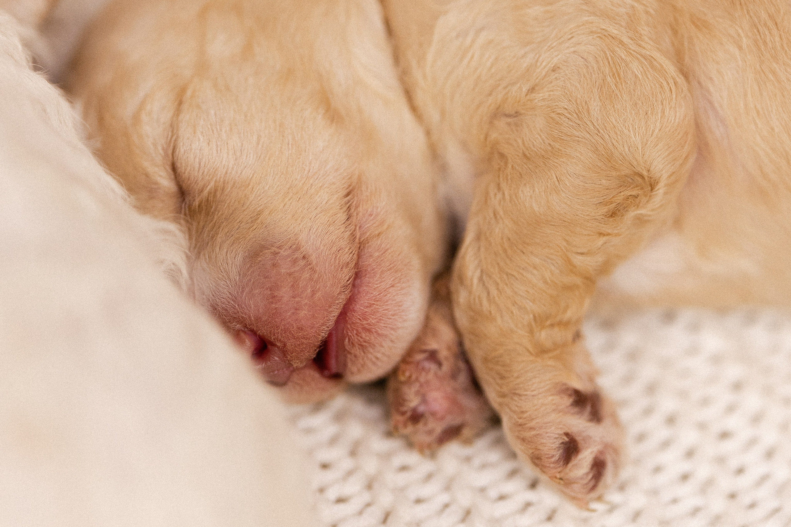Лаготто Романьоло. Фотограф и видеограф анималист Аганина Дарья