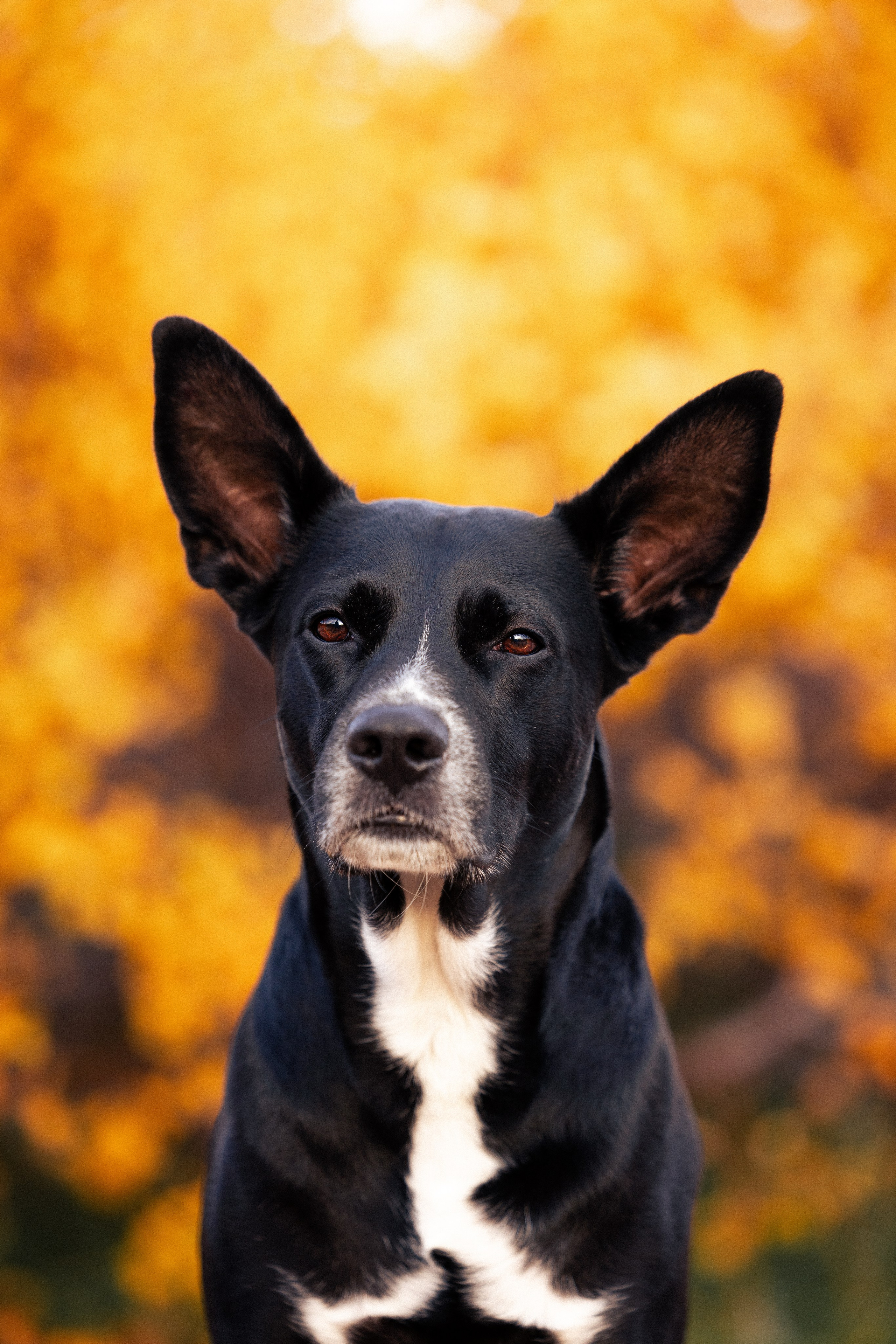 Кольский. Фотограф и видеограф анималист Аганина Дарья